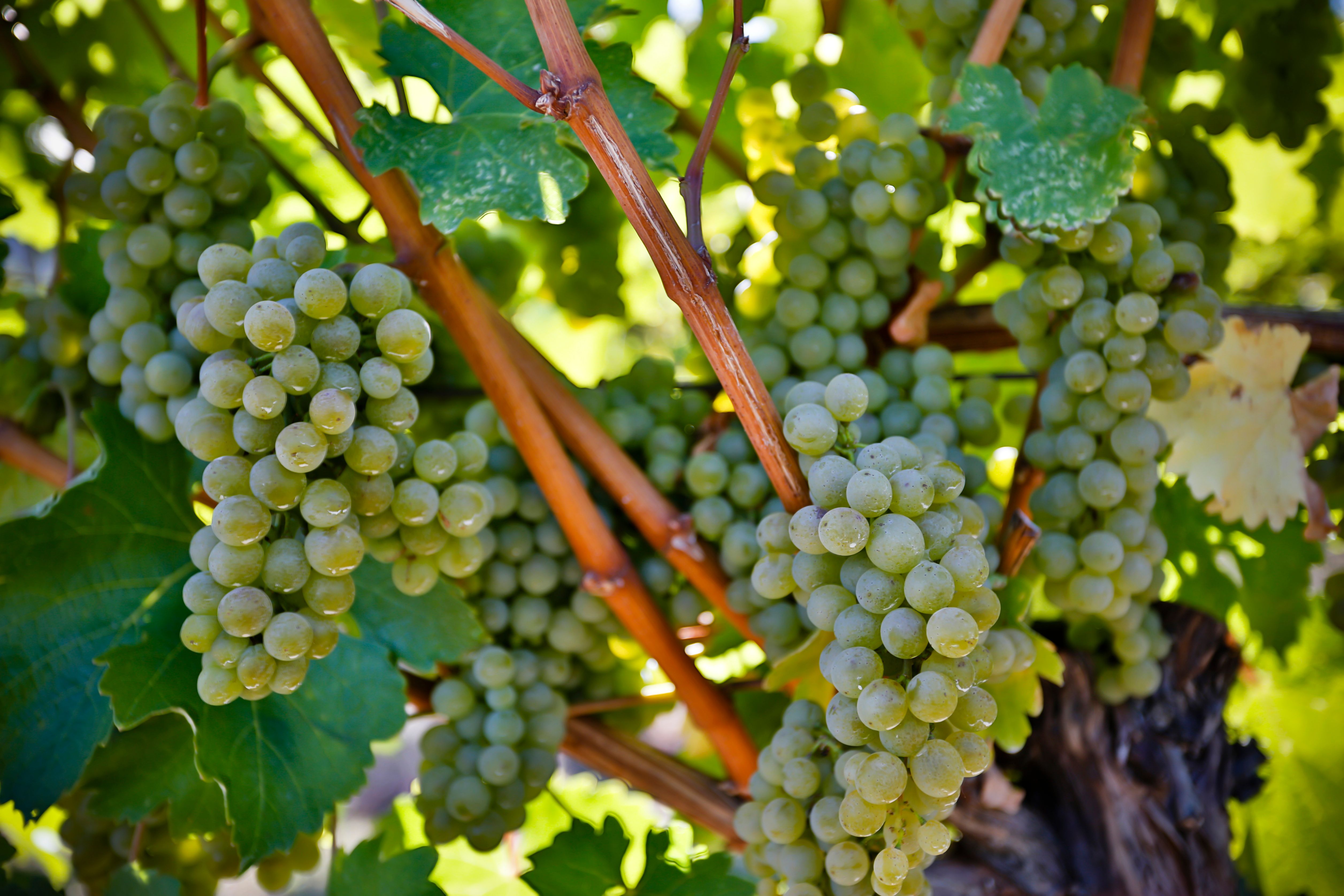 sauvignon blanc vineyard