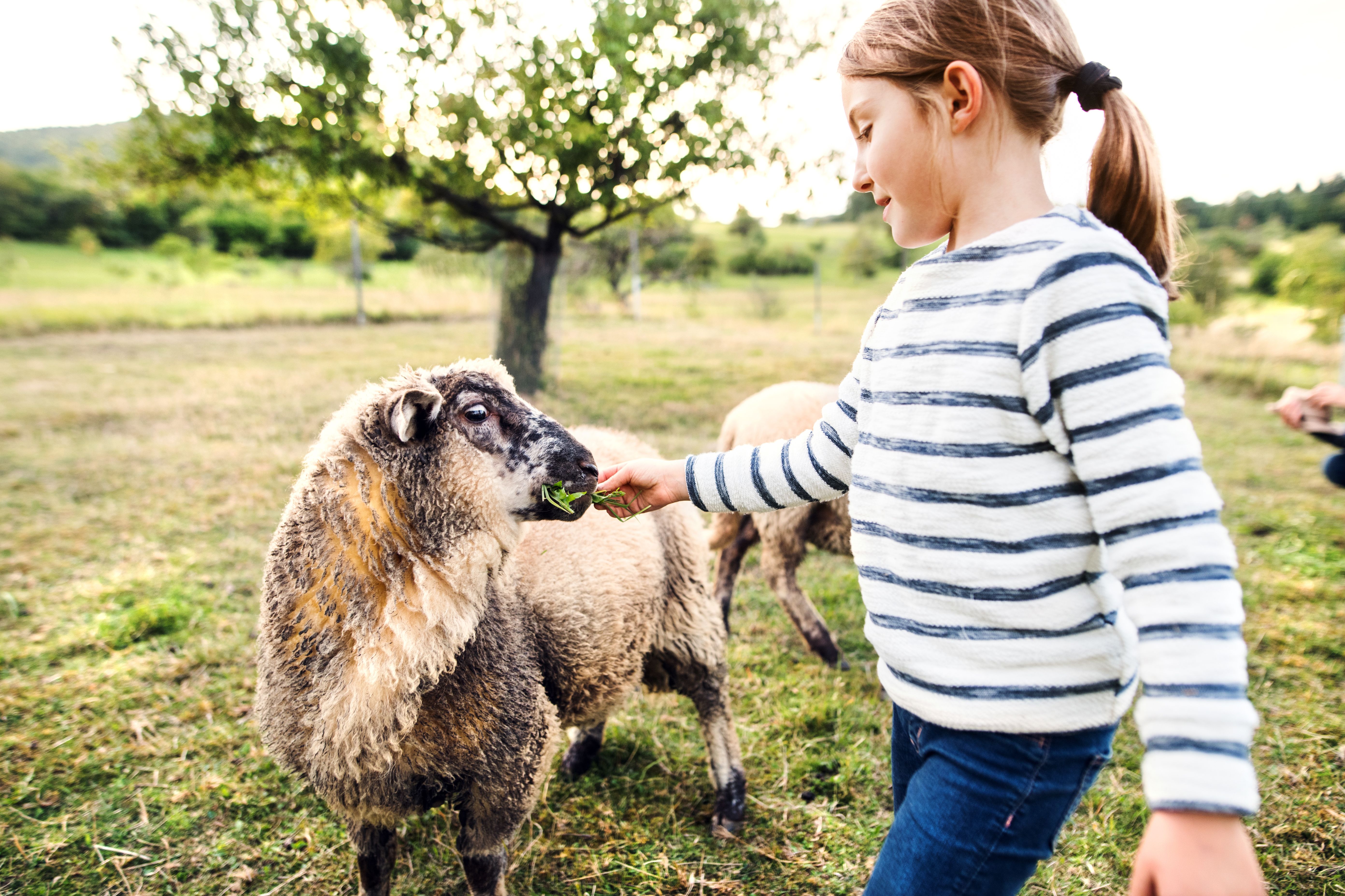 A small girl feeding sheep on the farm. A small girl feeding sheep on the farm.