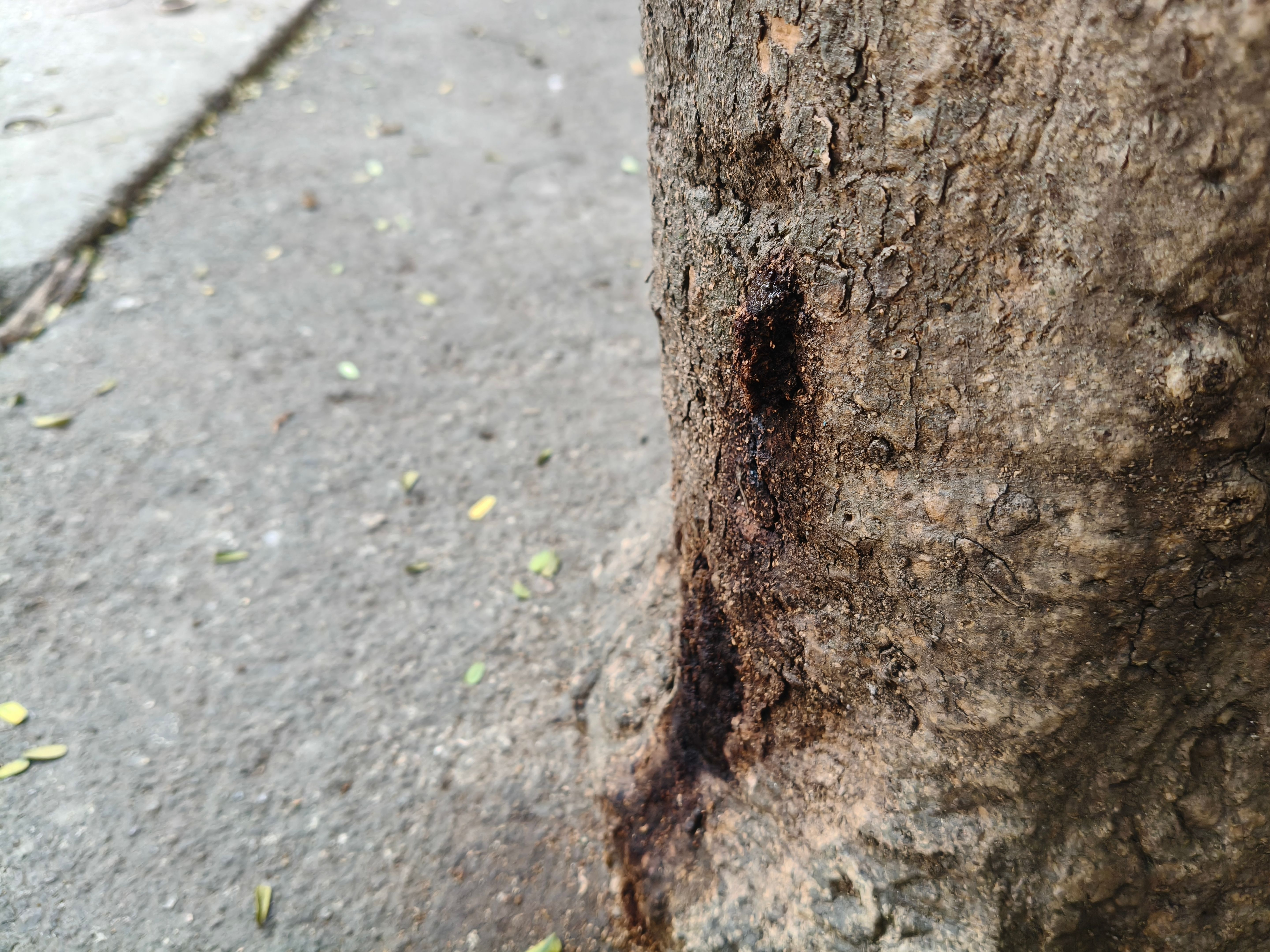 bacterial infection tree
