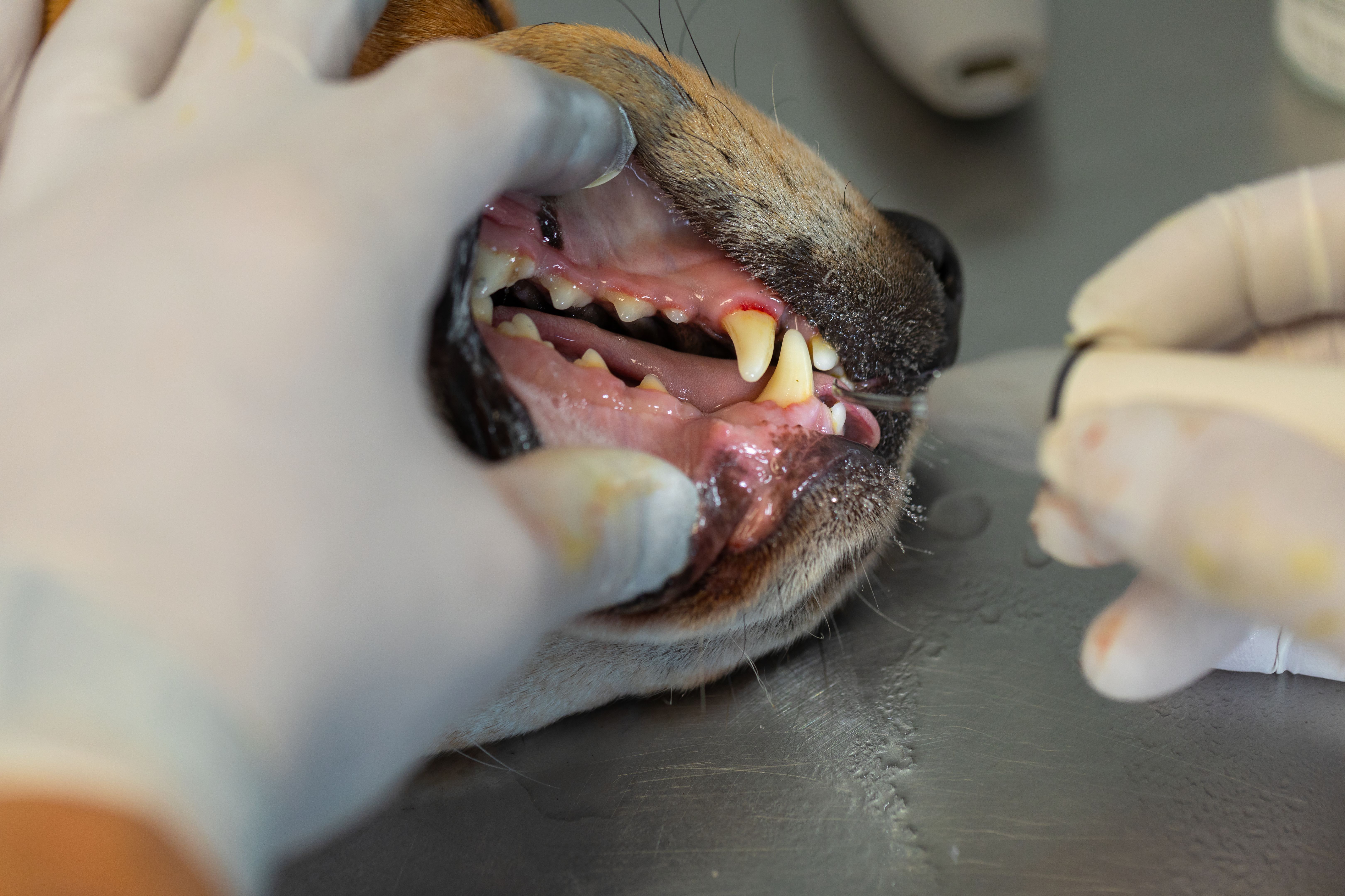 dog dental checkup