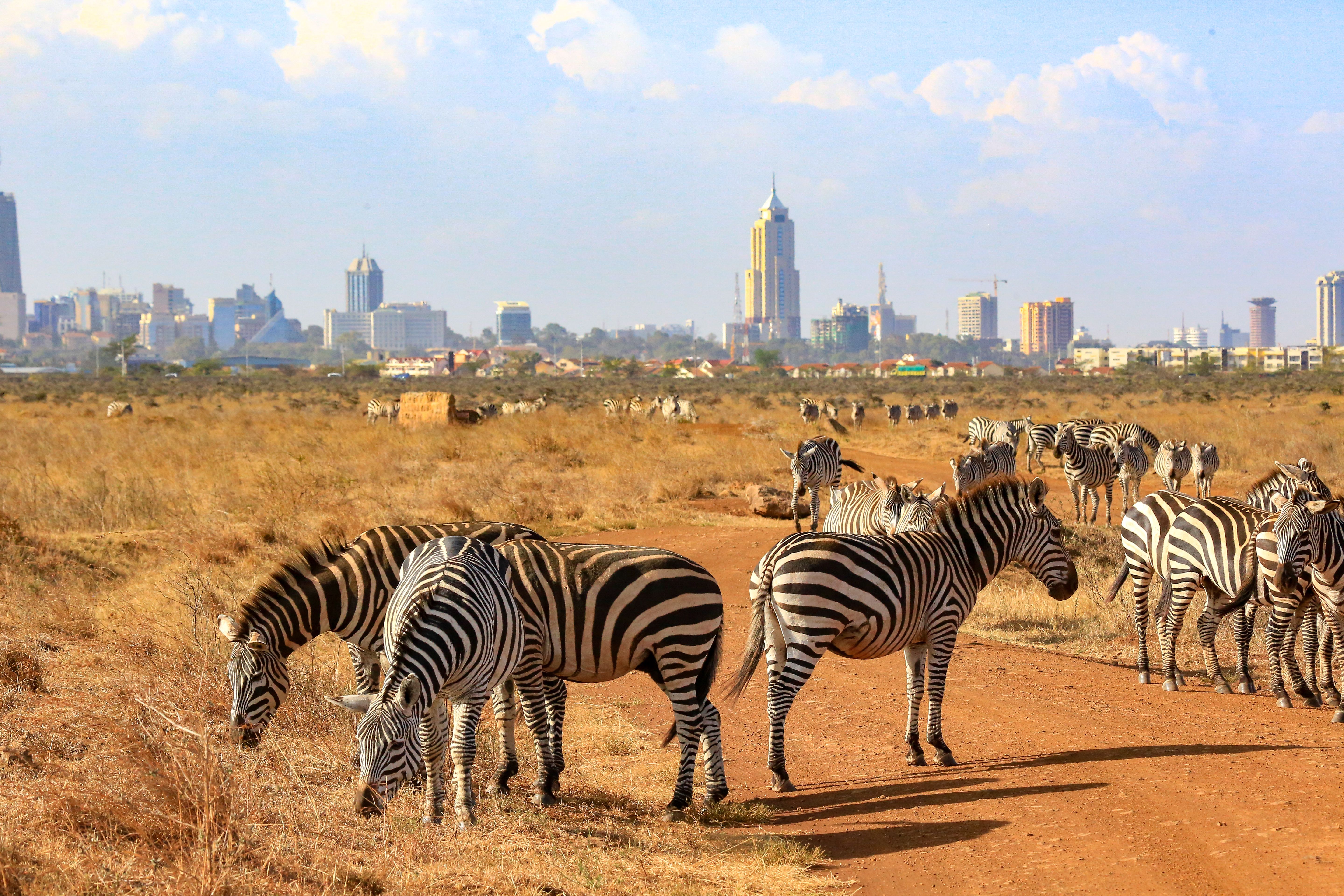 nairobi national park