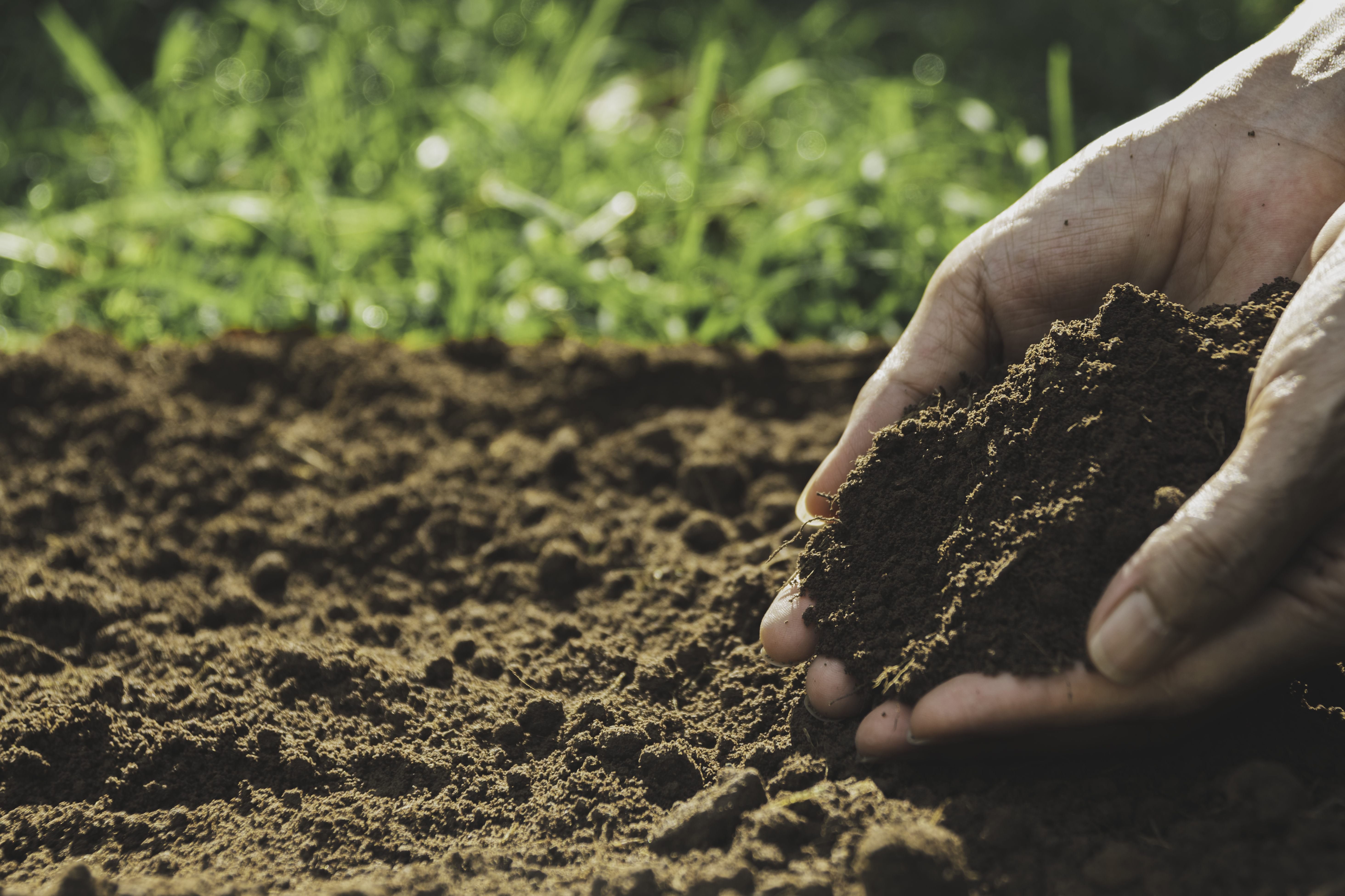 Closeup hand of person holding abundance soil for agriculture or planting peach concept. Closeup hand of person holding abundance soil for agriculture or planting peach concept.