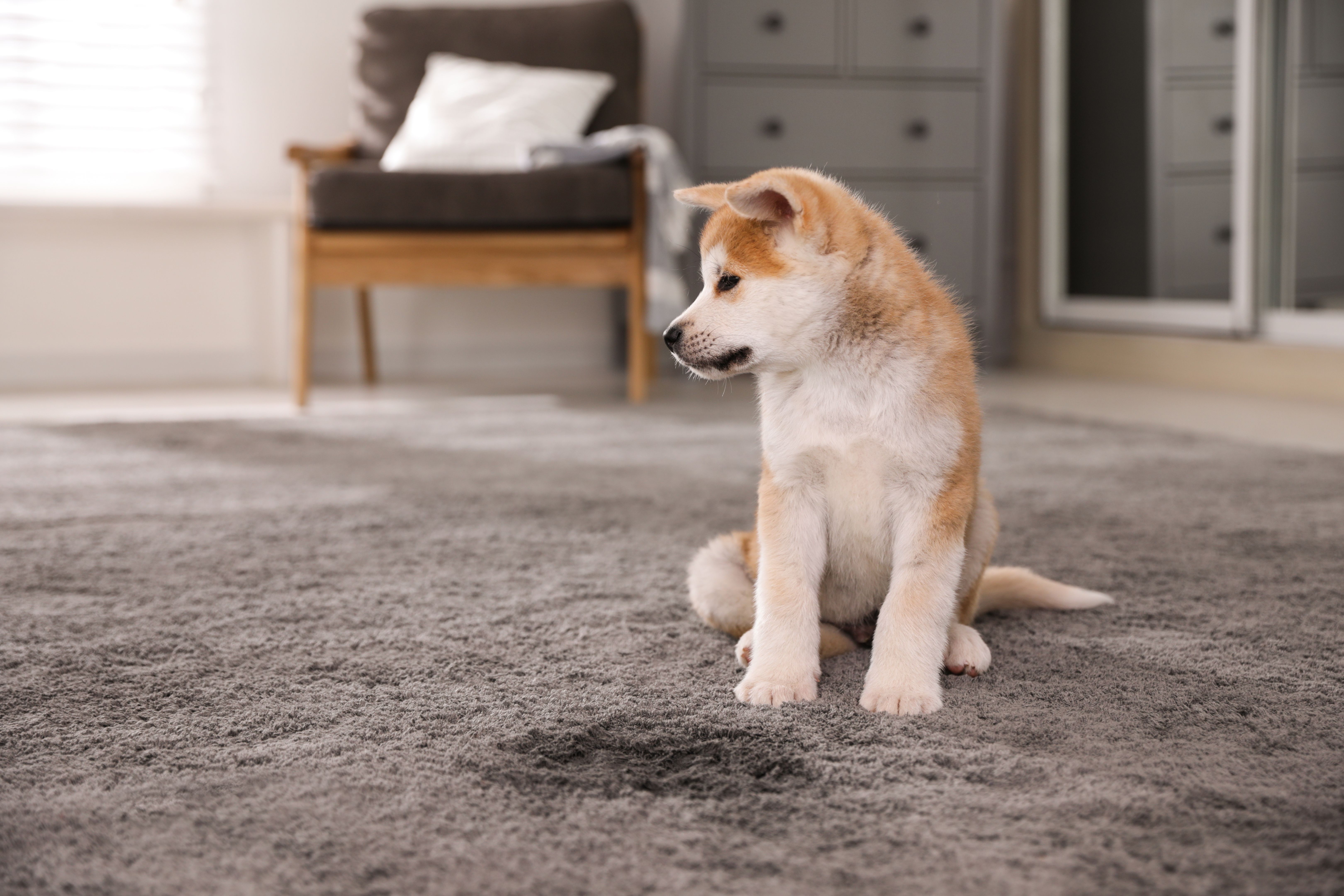 pet stain carpet