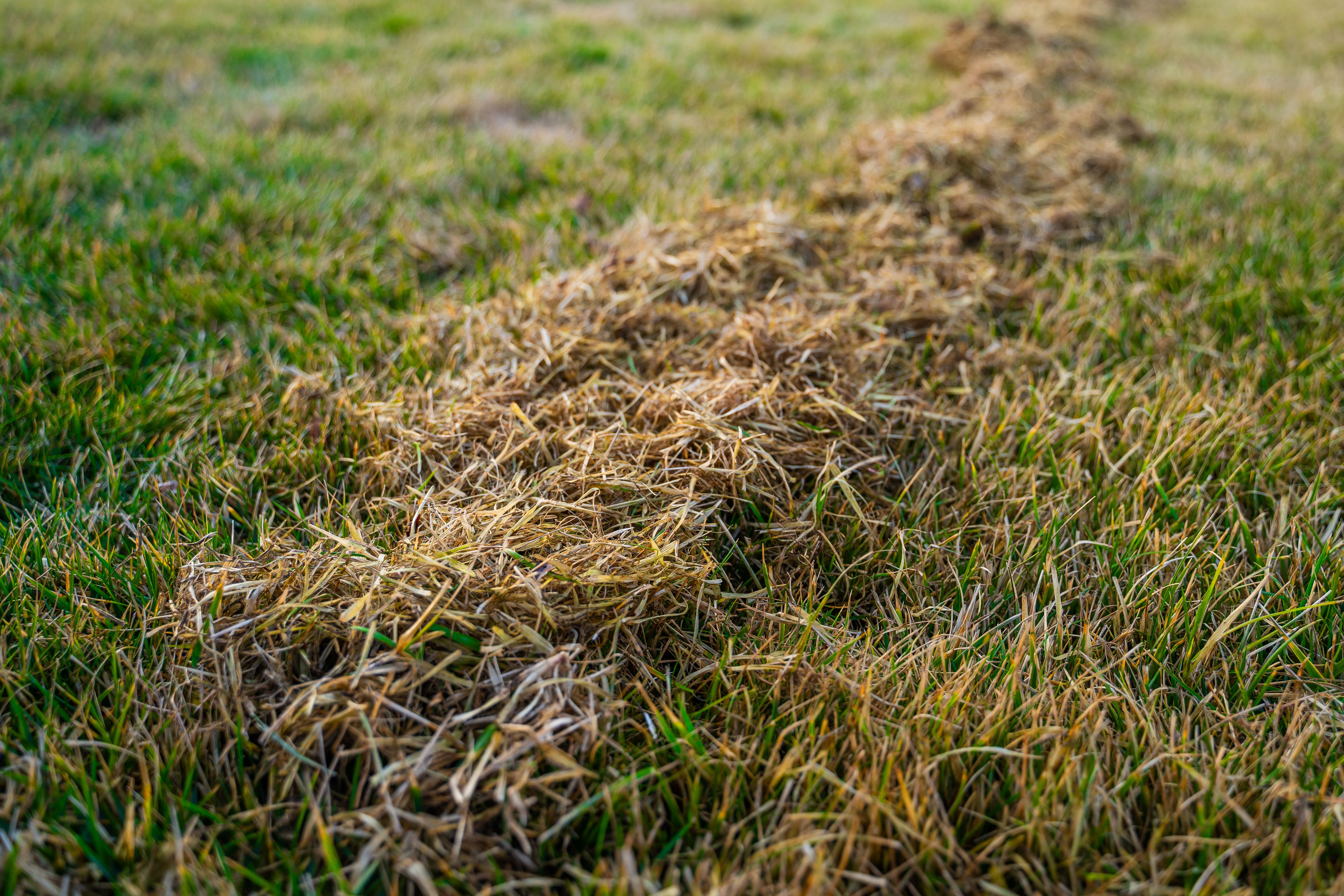 landscaping maintenance