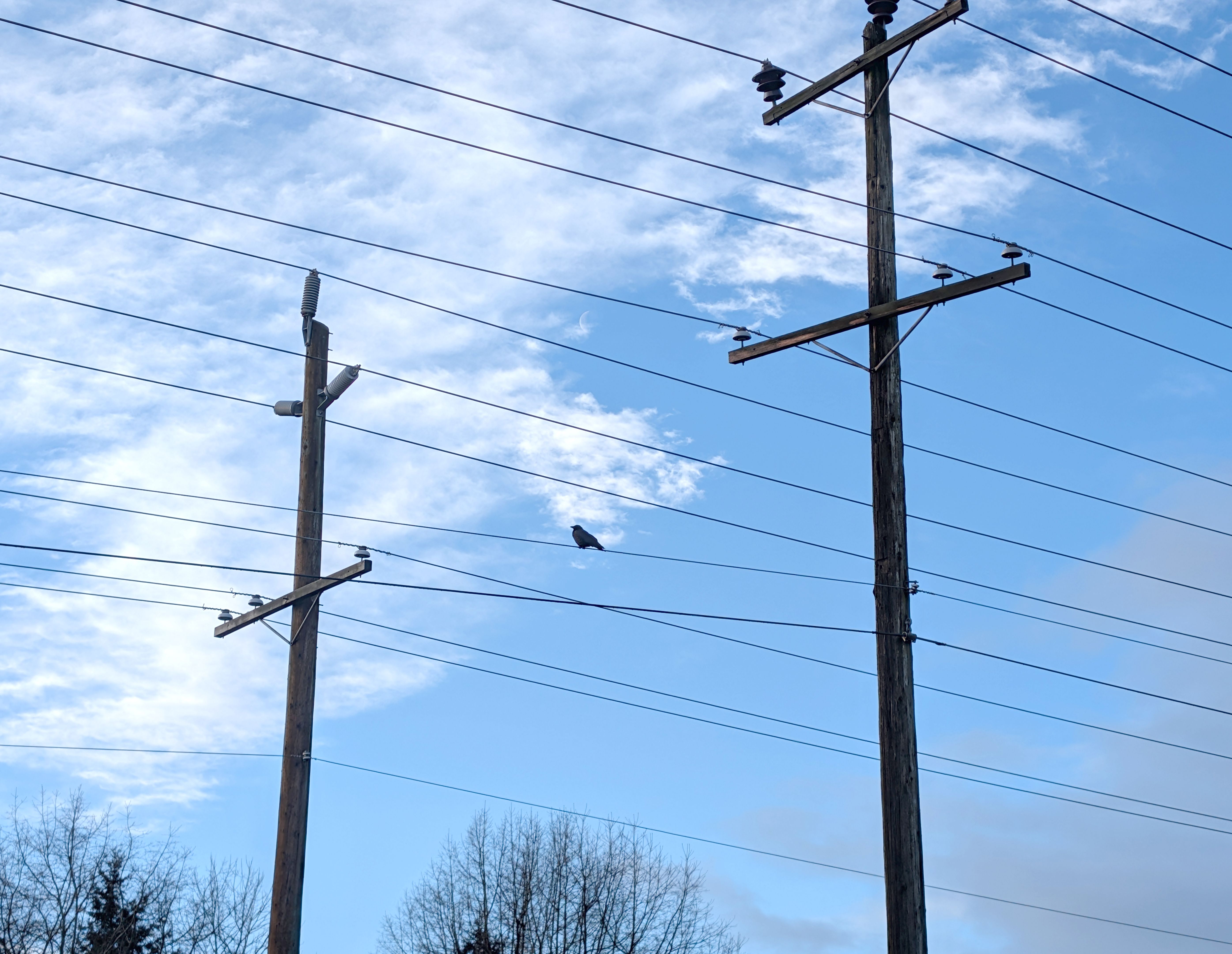 bird diverters utility lines
