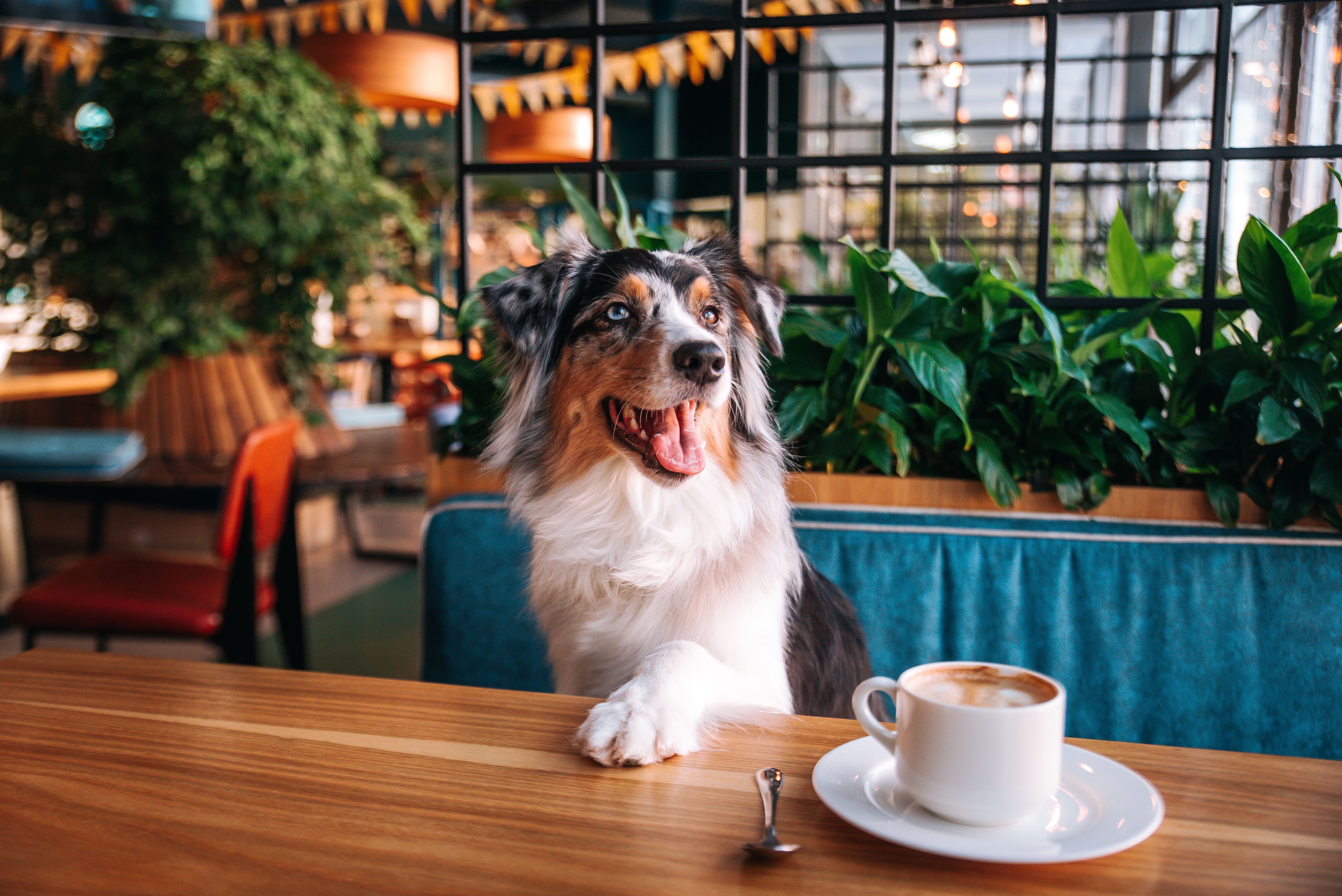 dog friendly cafe