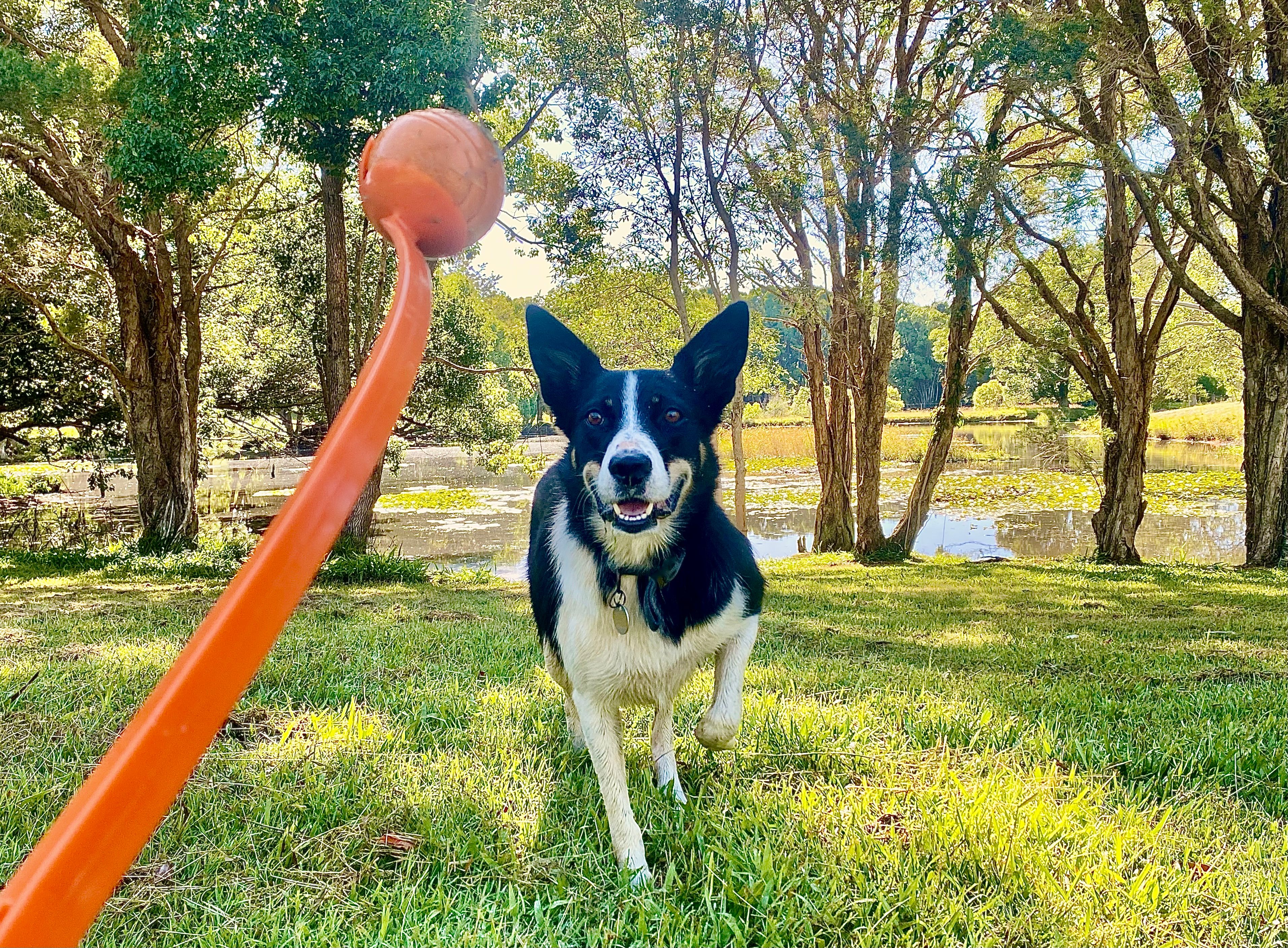 Dog Waiting for Ball Launcher To Be Thrown
