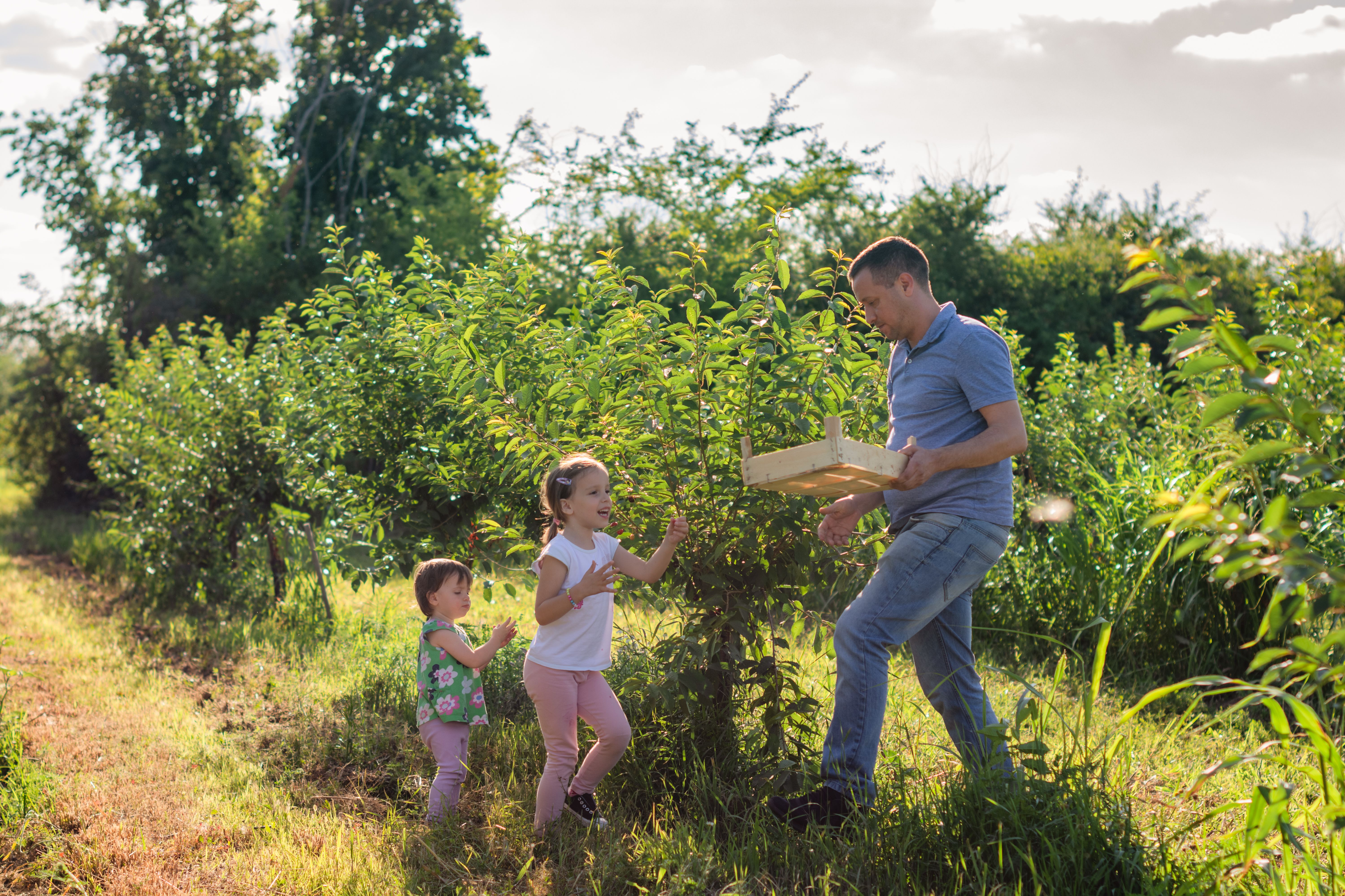 family picking fruit