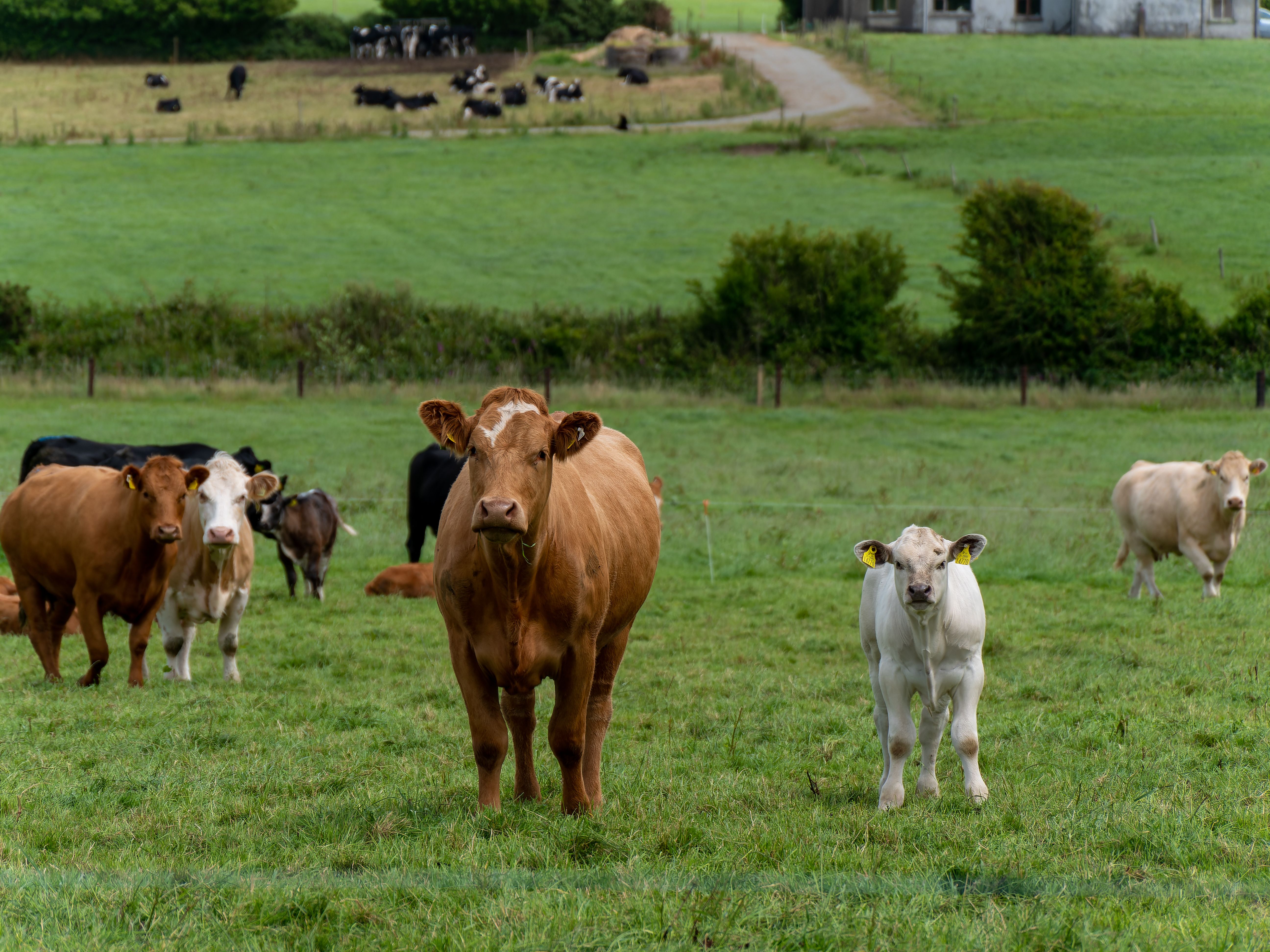 Curious cow and calf on a green grass pasture on a summer day. Cows on free grazing. Livestock farm. White and brown cow on green grass field