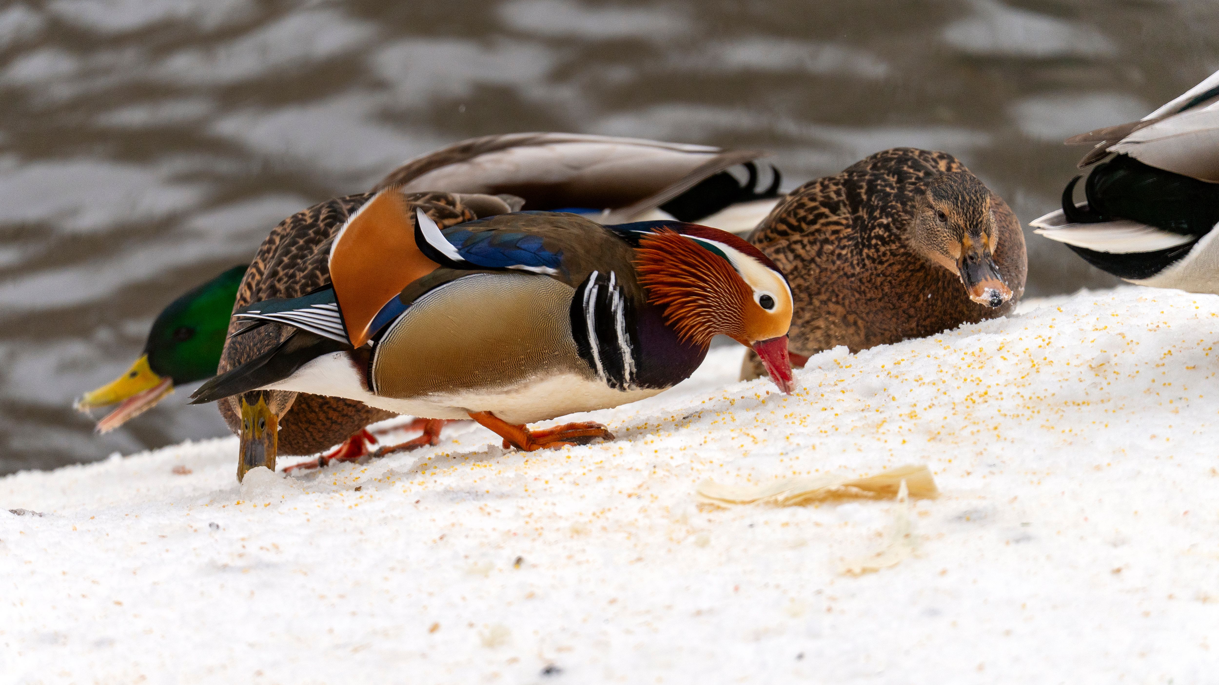 winter duck