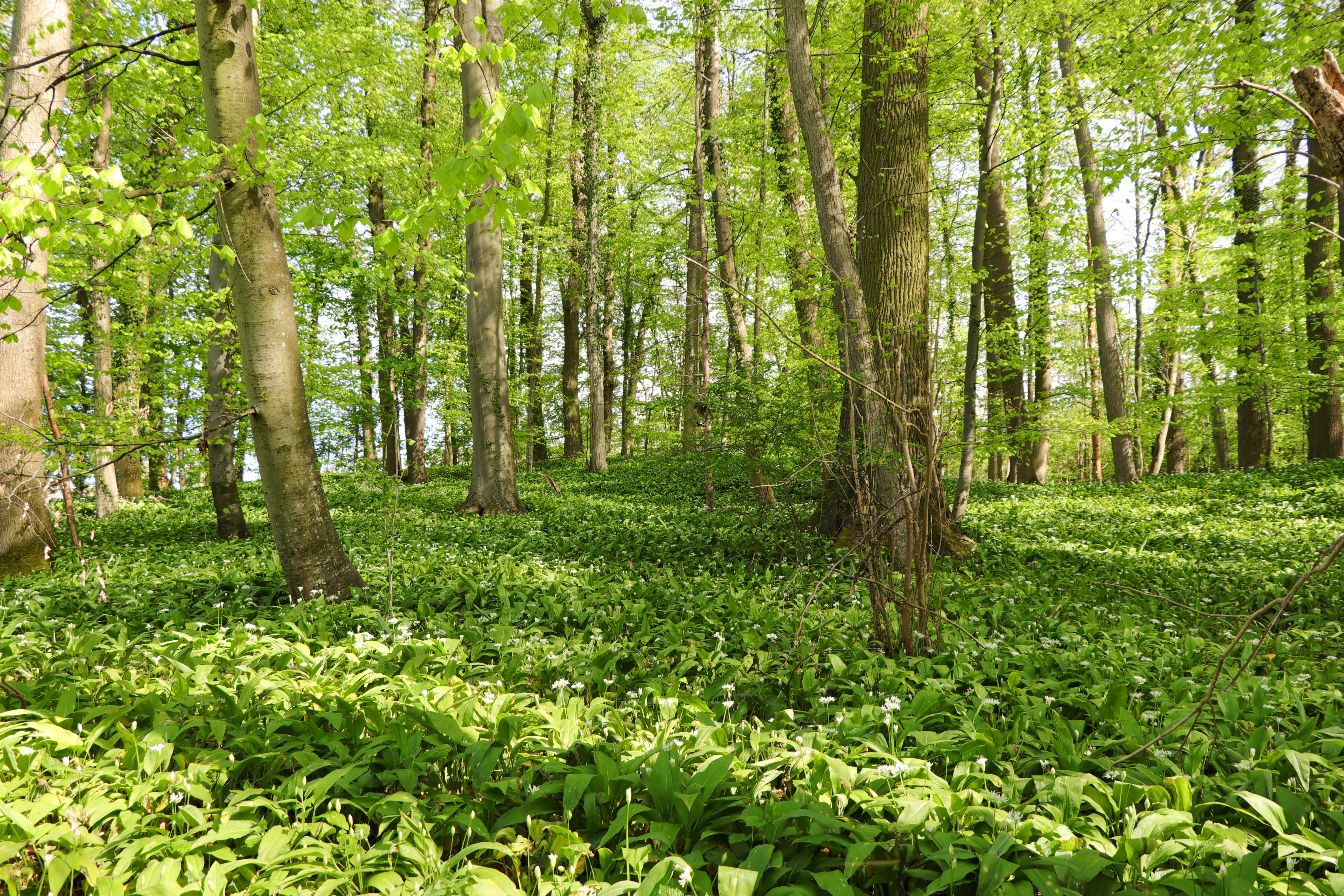wild garlic forest