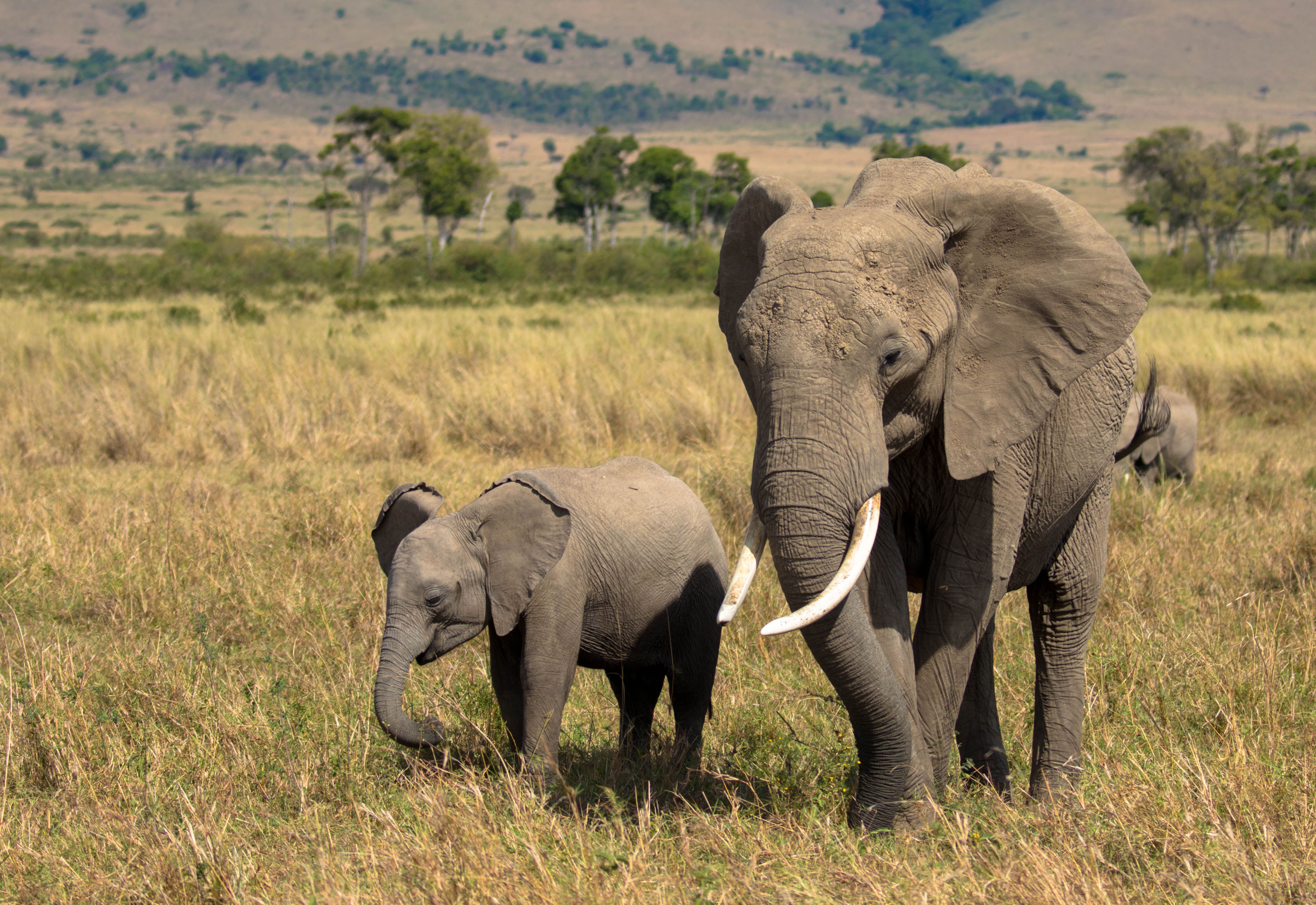 African elephant mother with cute little baby calf