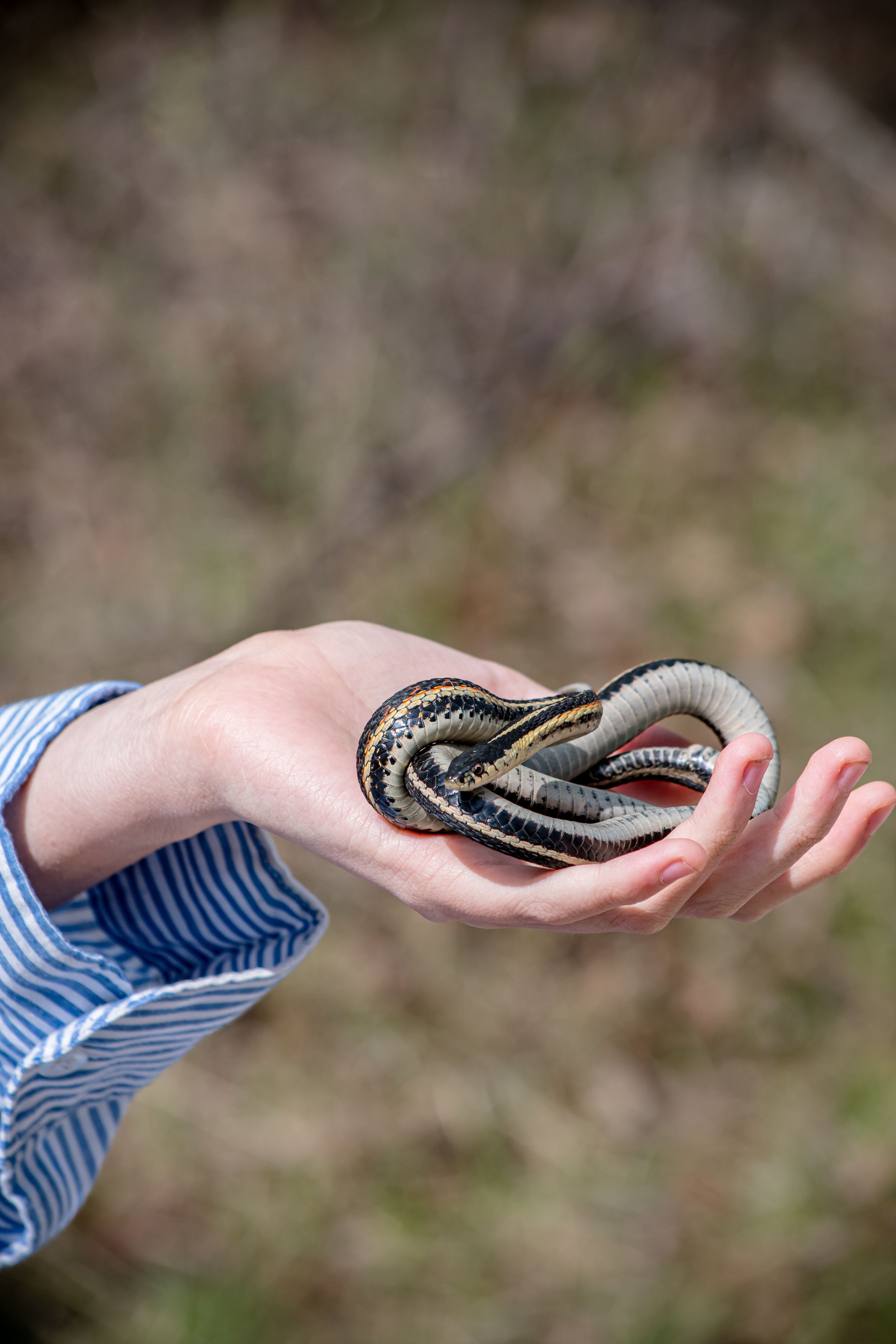 formal investigation