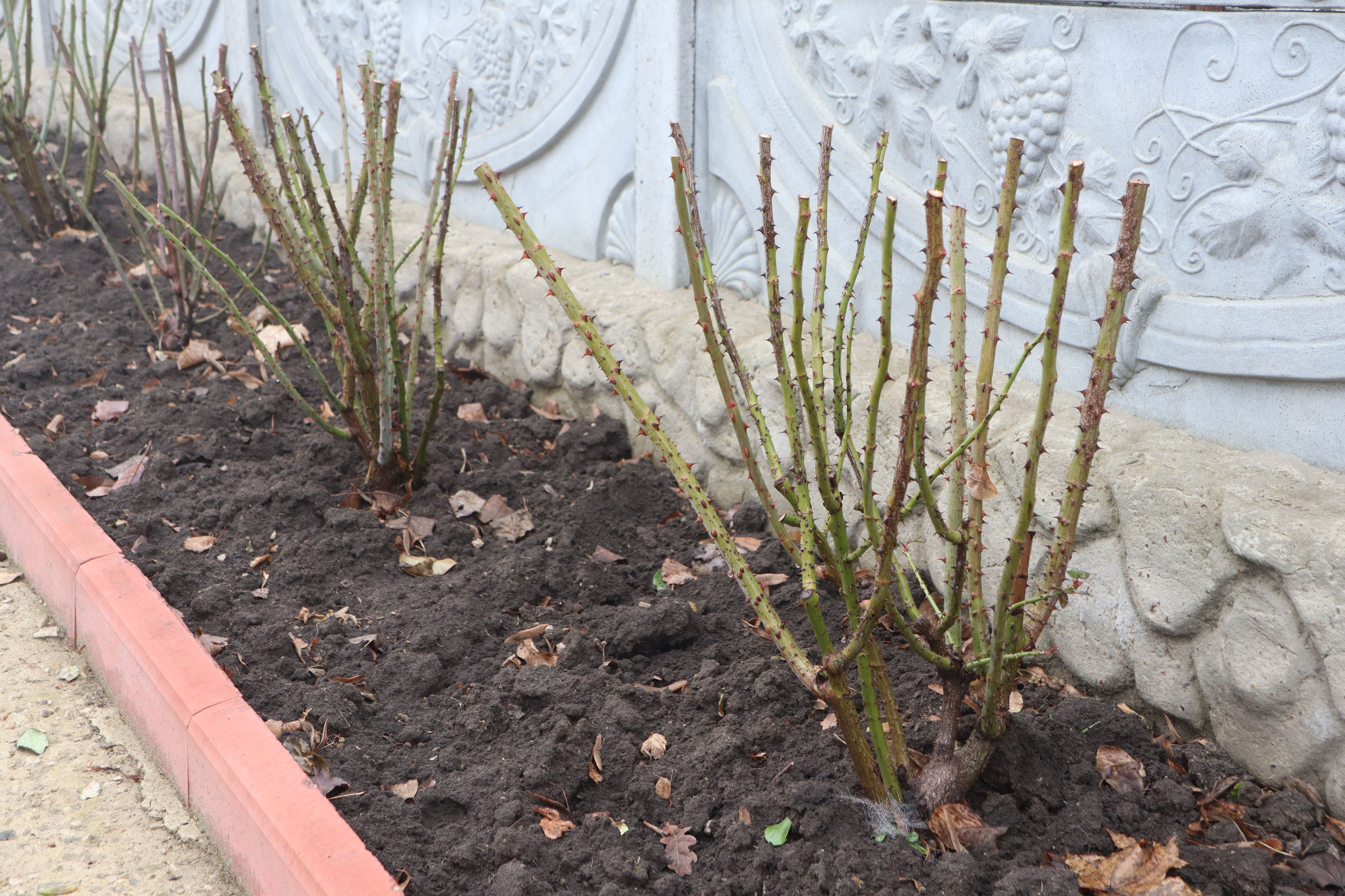 Wellmaintained rose bushes are beautifully set in the garden for a vibrant growing season