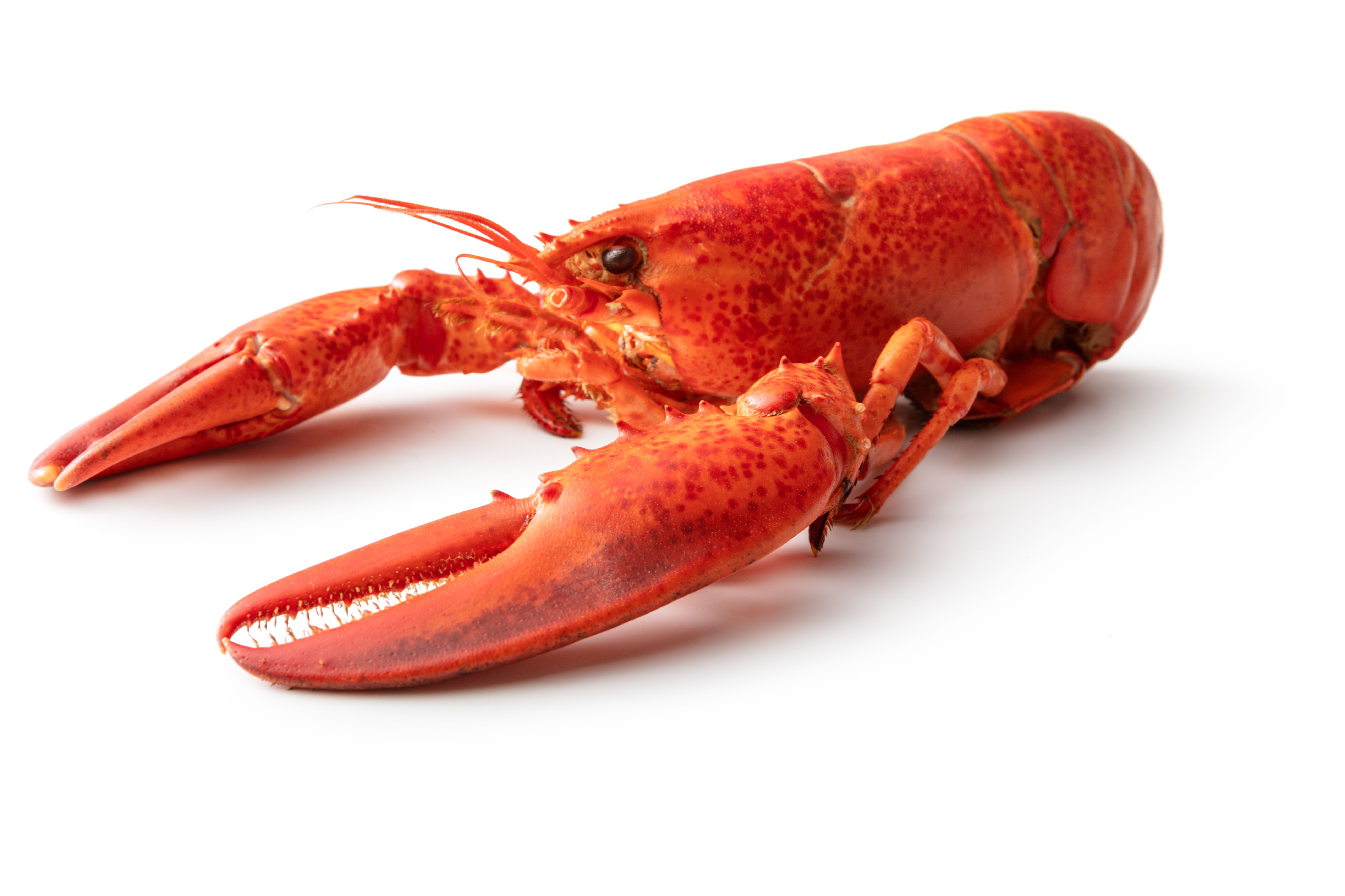 ingredients lobster