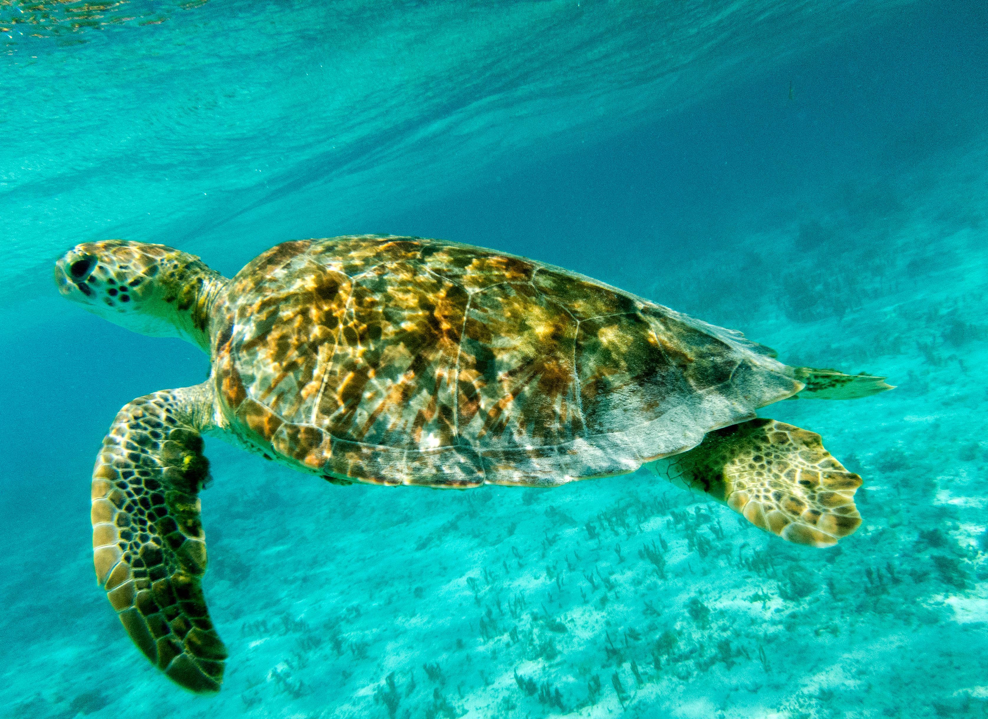 Closeup, Green Sea Turtle Swimming in Sunlit Caribbean Seas near Trinidad and Tobago Closeup, Green Sea Turtle Swimming in Sunlit Caribbean Seas near Trinidad and Tobago