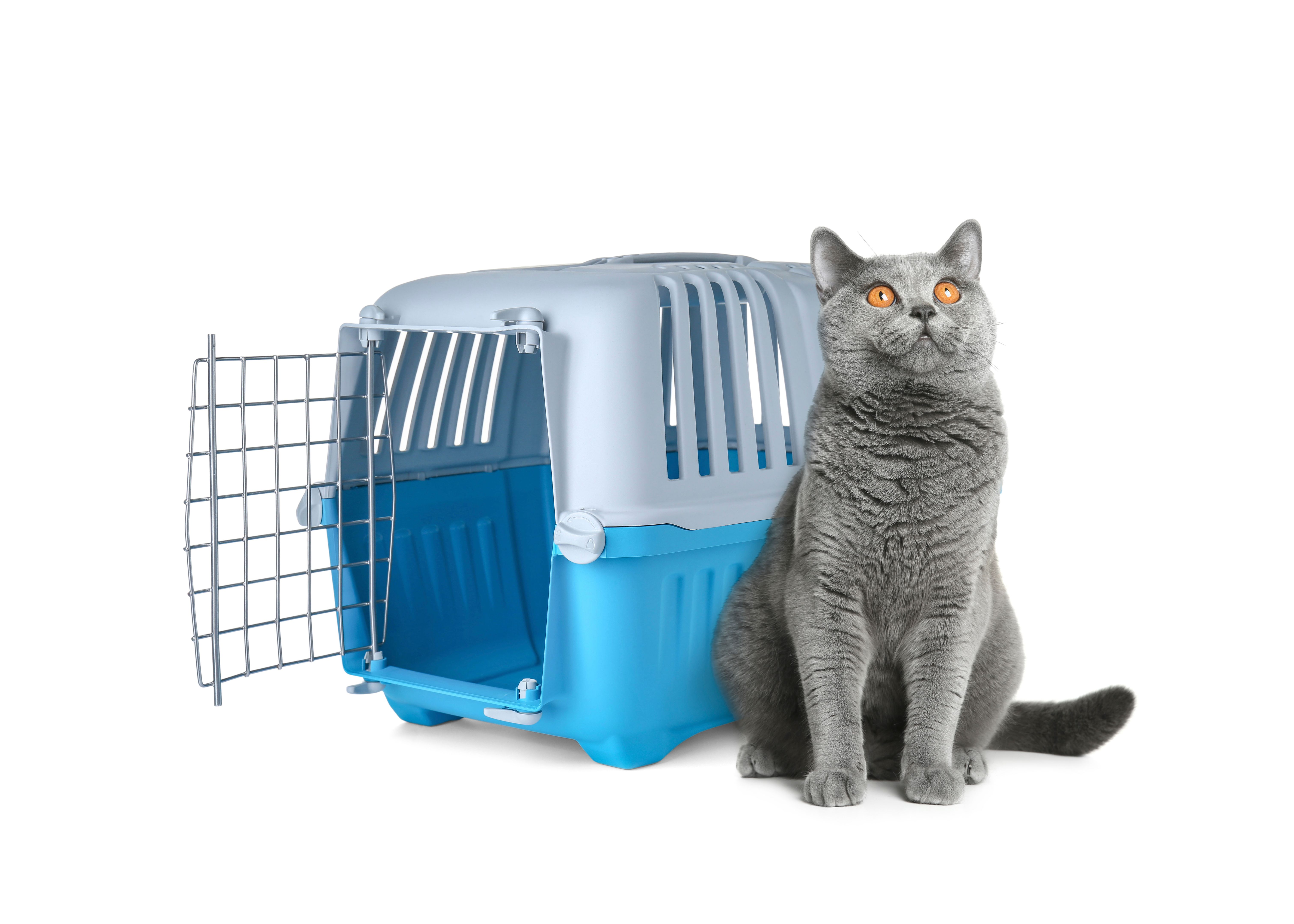 plastic pet crate