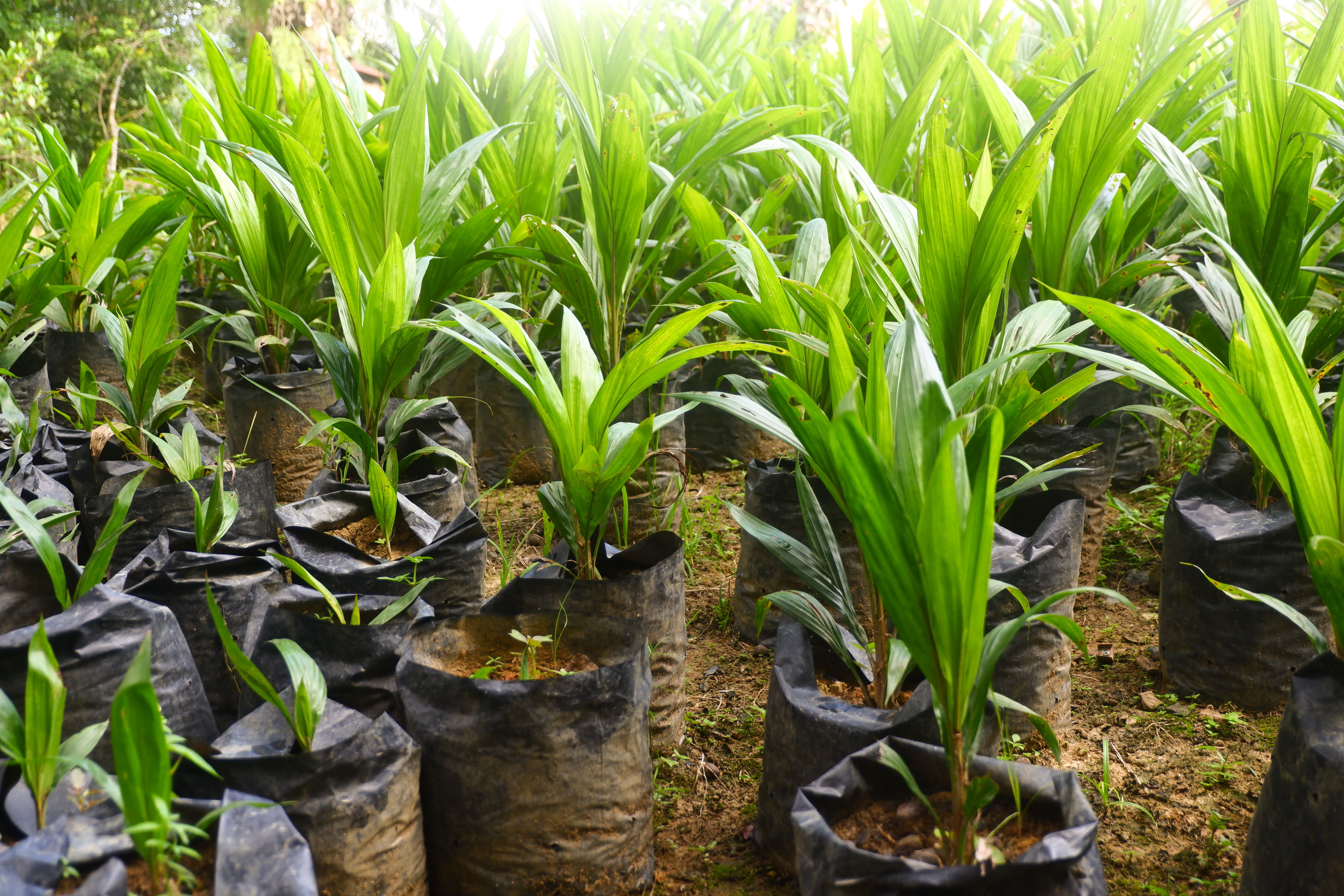 oil palm seedlings used for replanting, suitable for the plantation industry