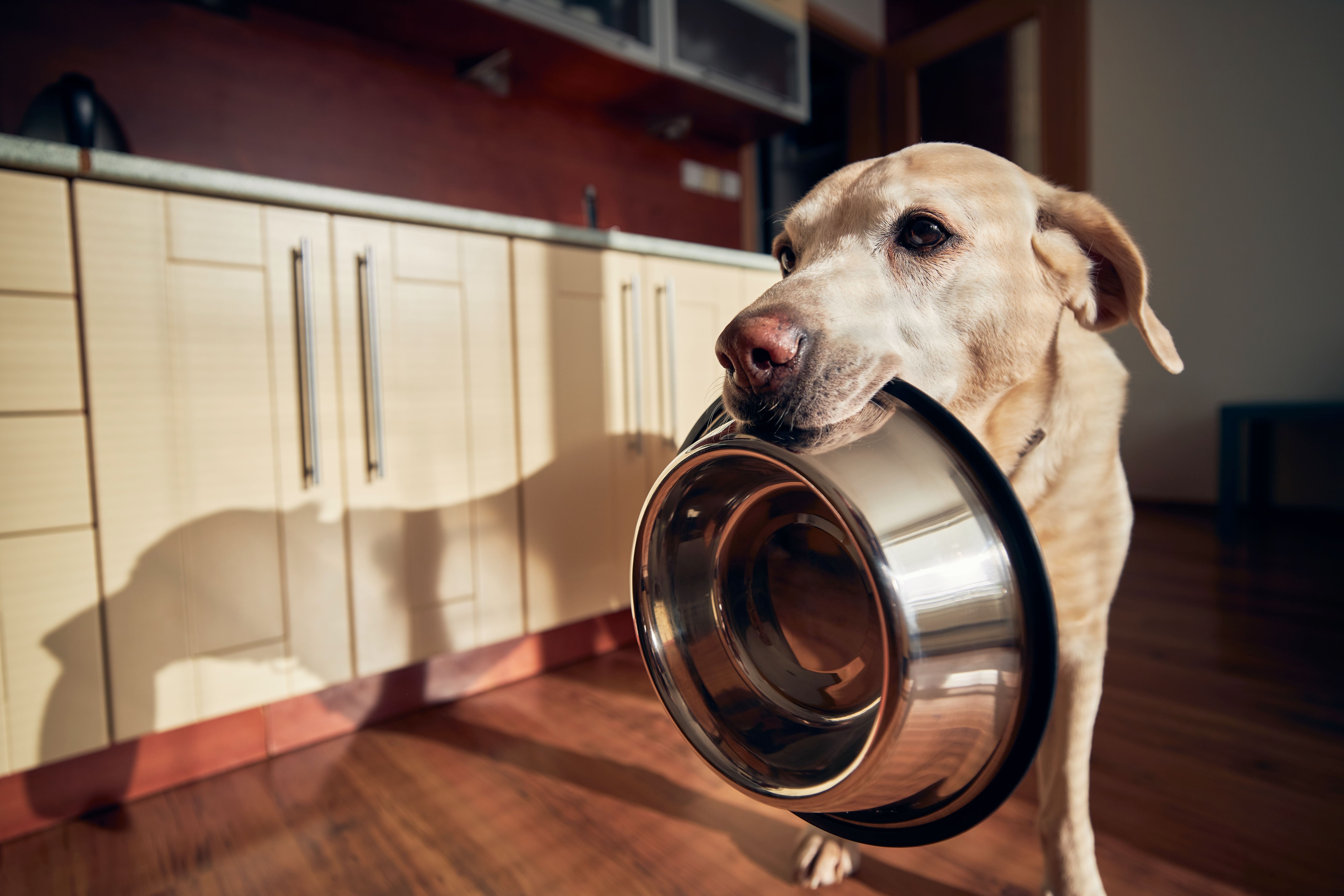 Labrador Is Holding Bowl In Mouth In Home Kitchen. Hungry Dog Waiting For Feeding In Morning Light. Labrador Is Holding Bowl In Mouth In Home Kitchen. Hungry Dog Waiting For Feeding In Morning Light.