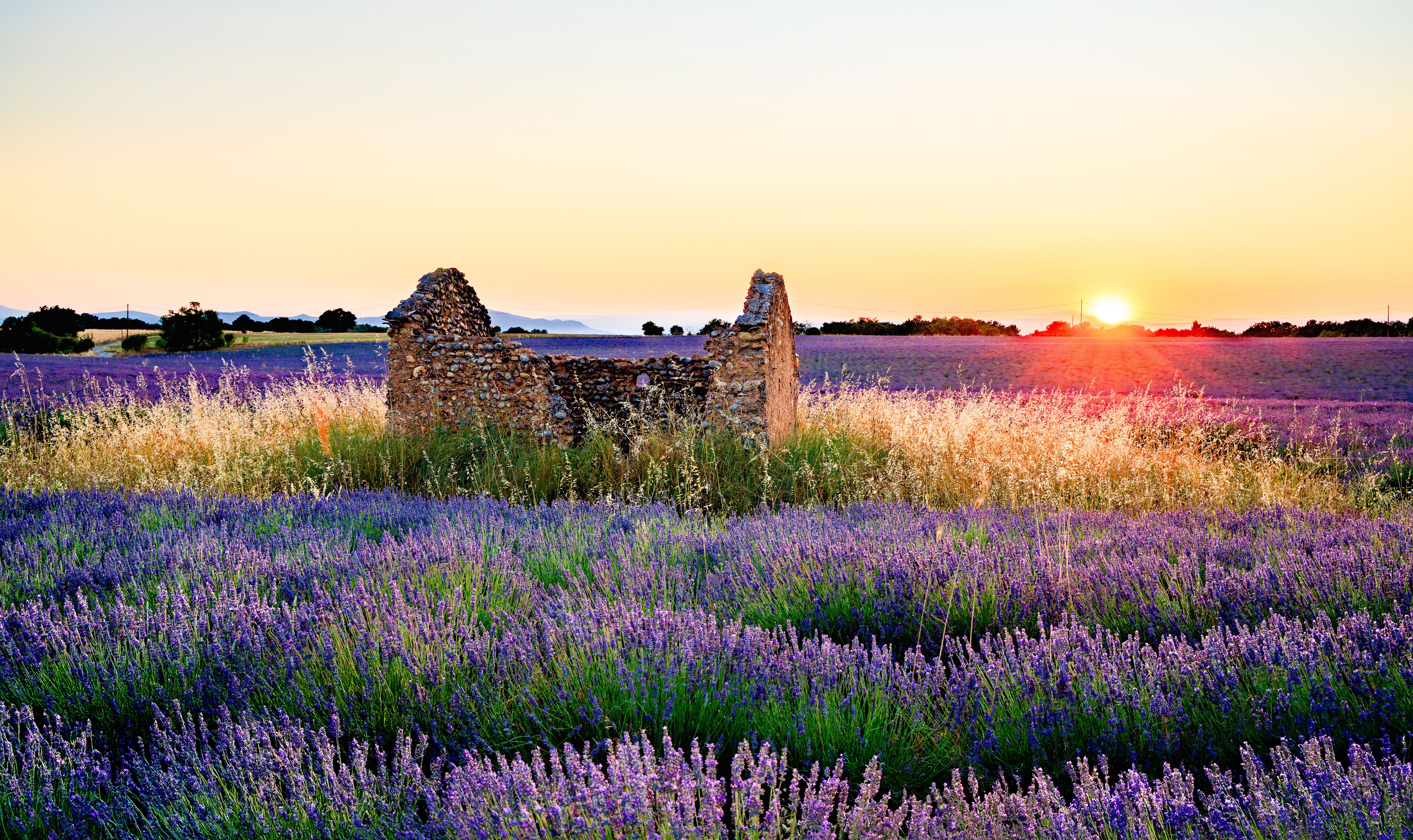 provence lavender fields