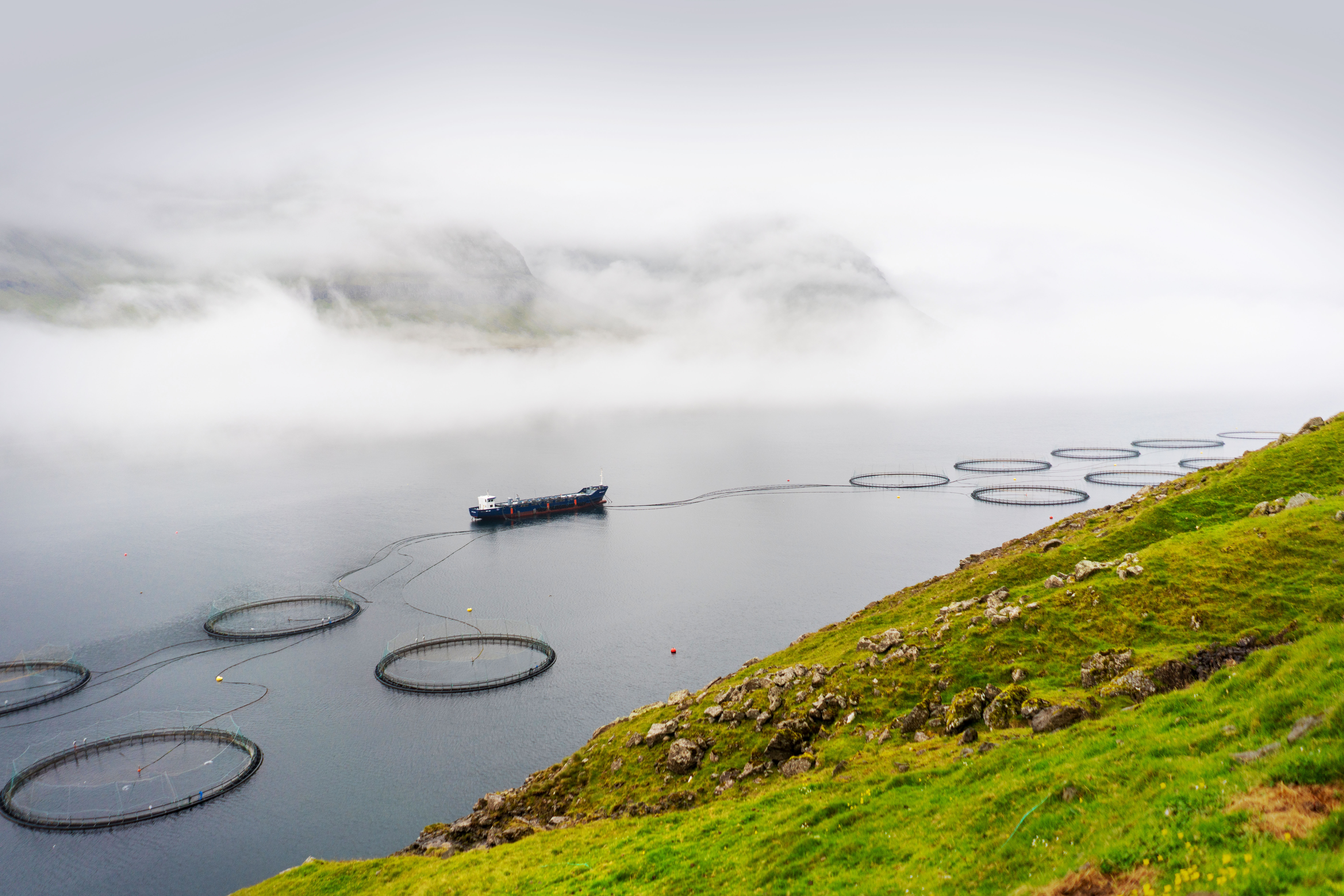 Fish farm on Faroe island located in a fjord between two islands. Green mountains and overcast sky.