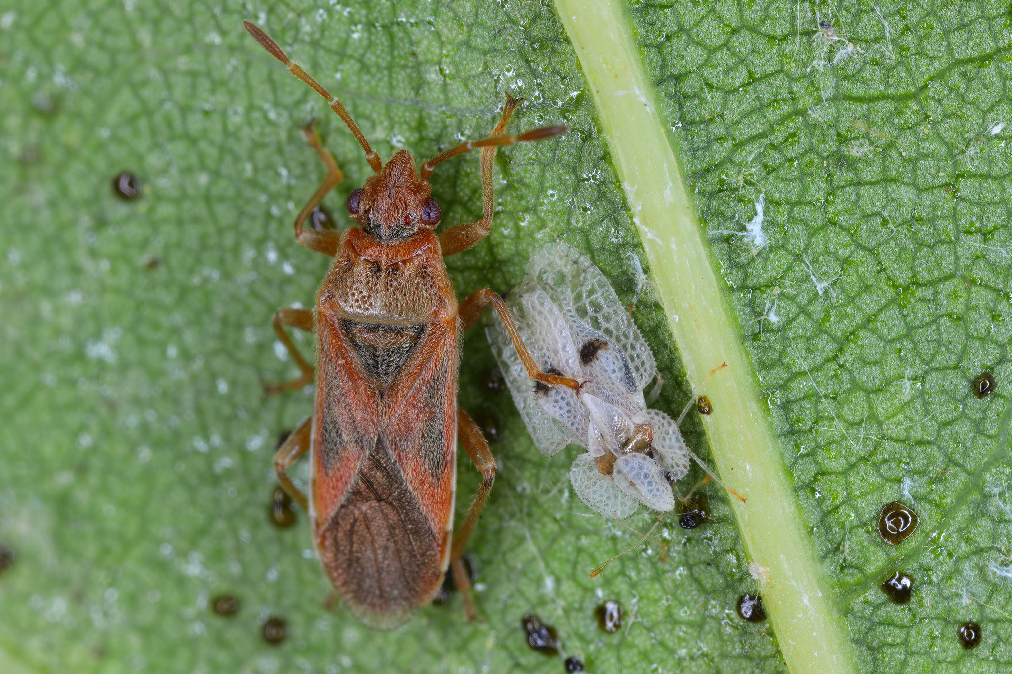 biological control insects