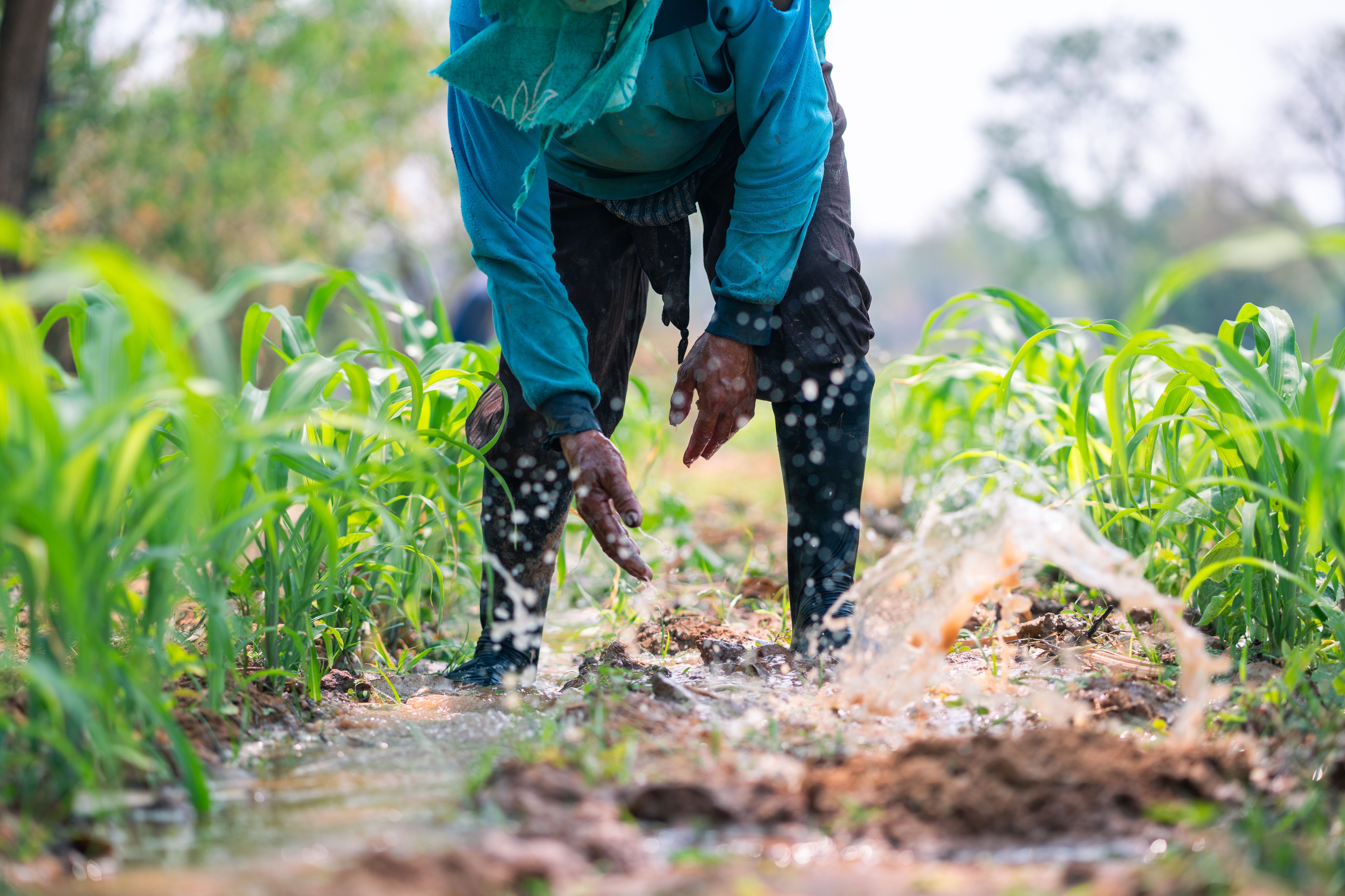 irrigation techniques