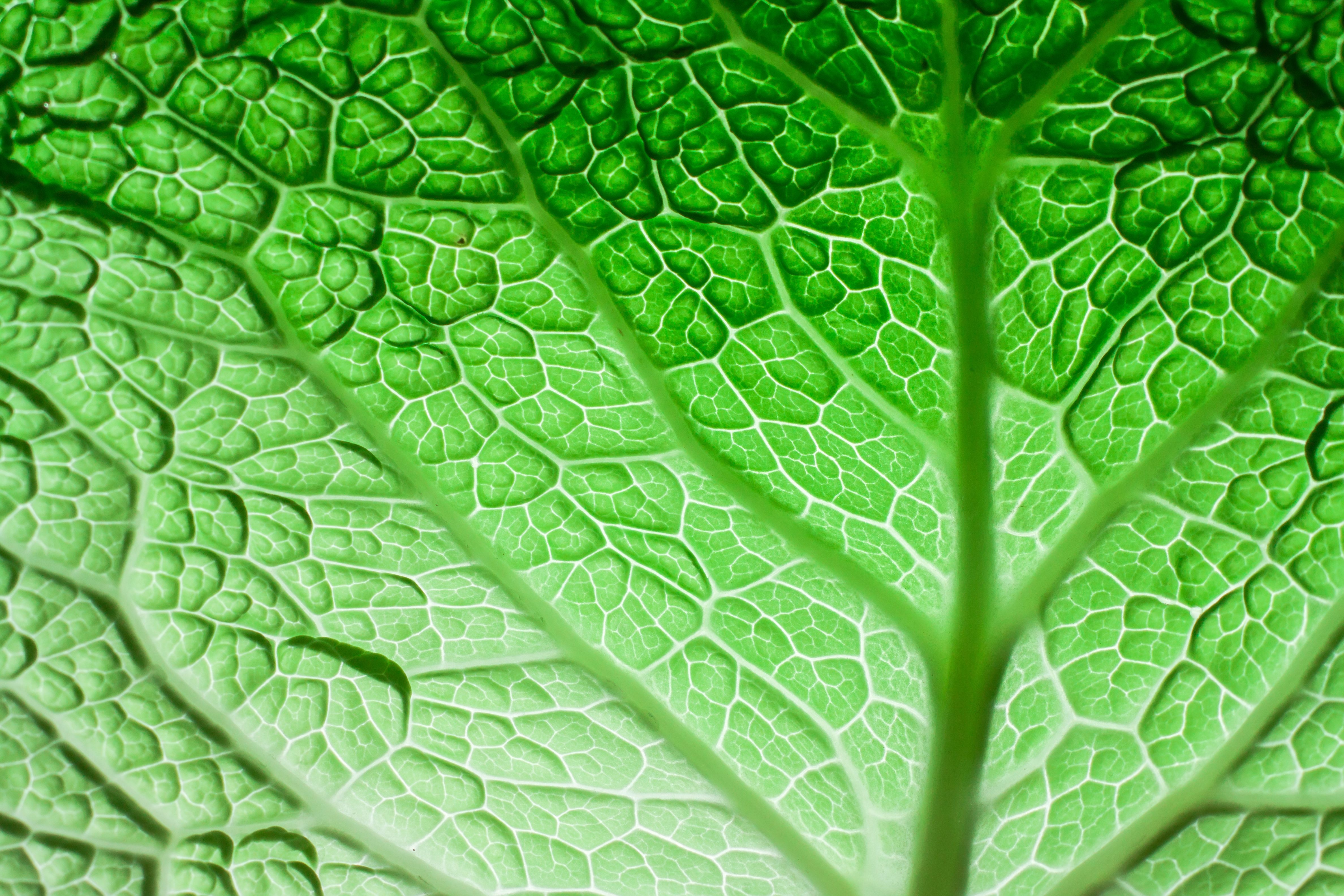 superfood ingredients