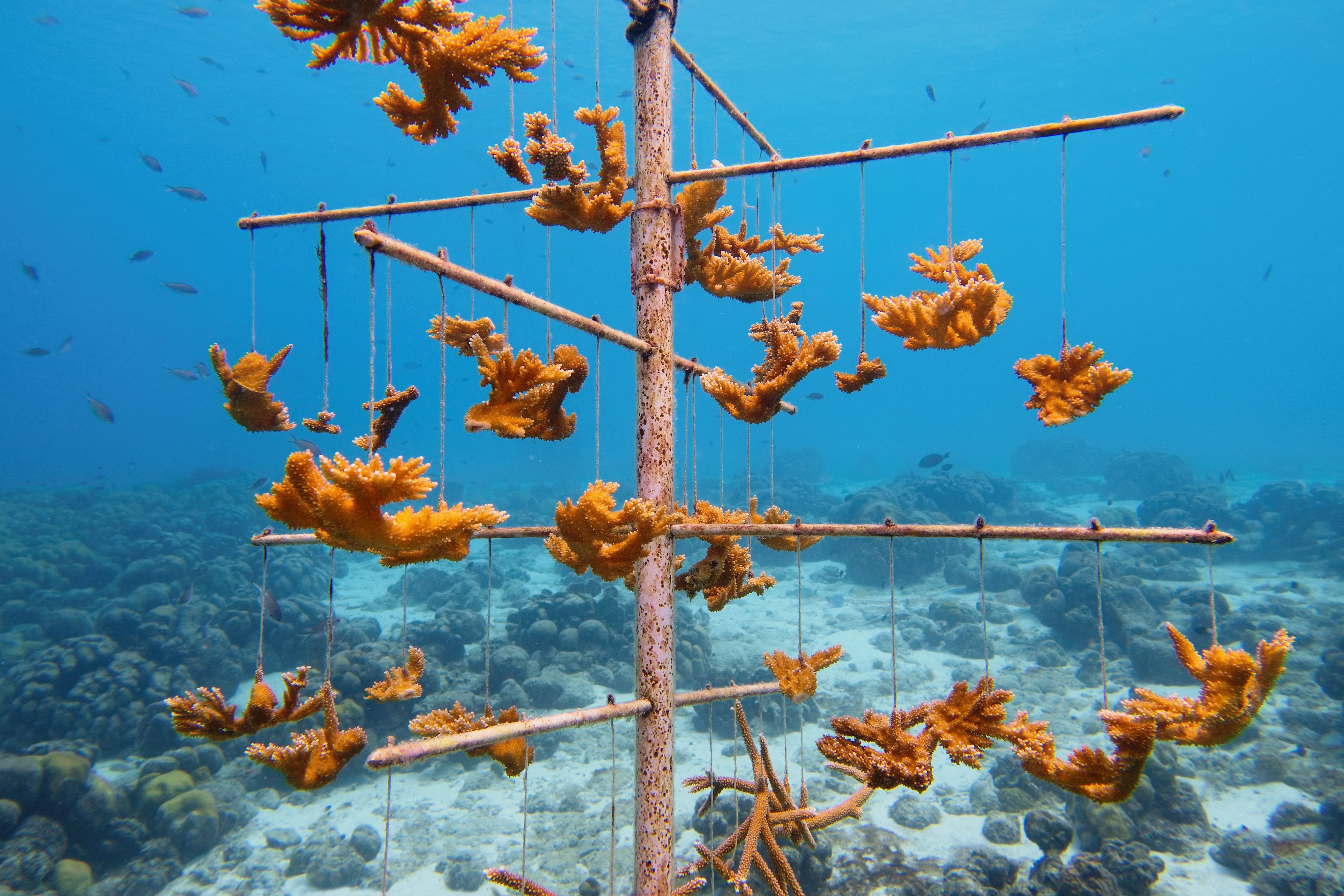 coral reef