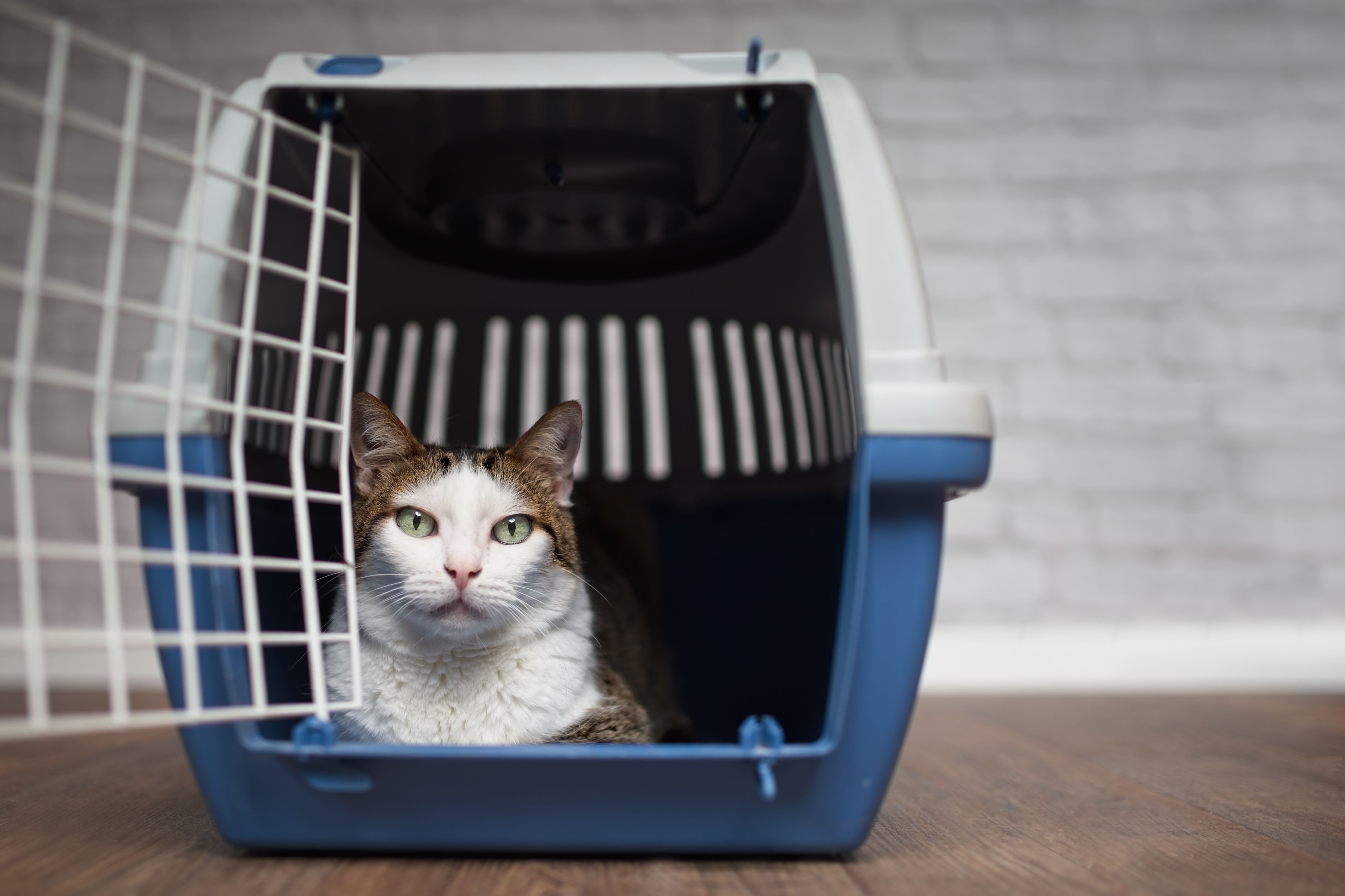 pet crate travel