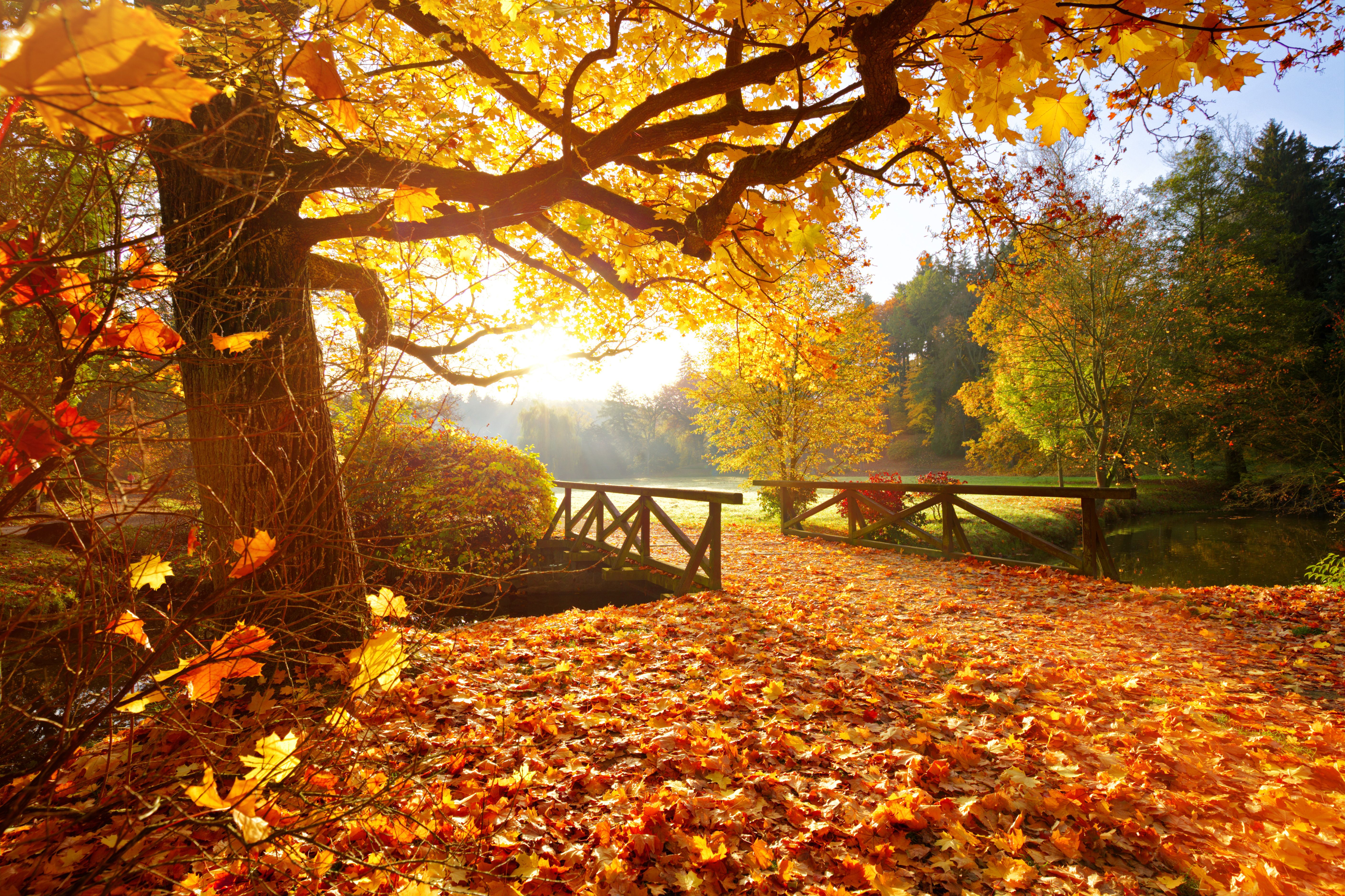 autumn leaves europe