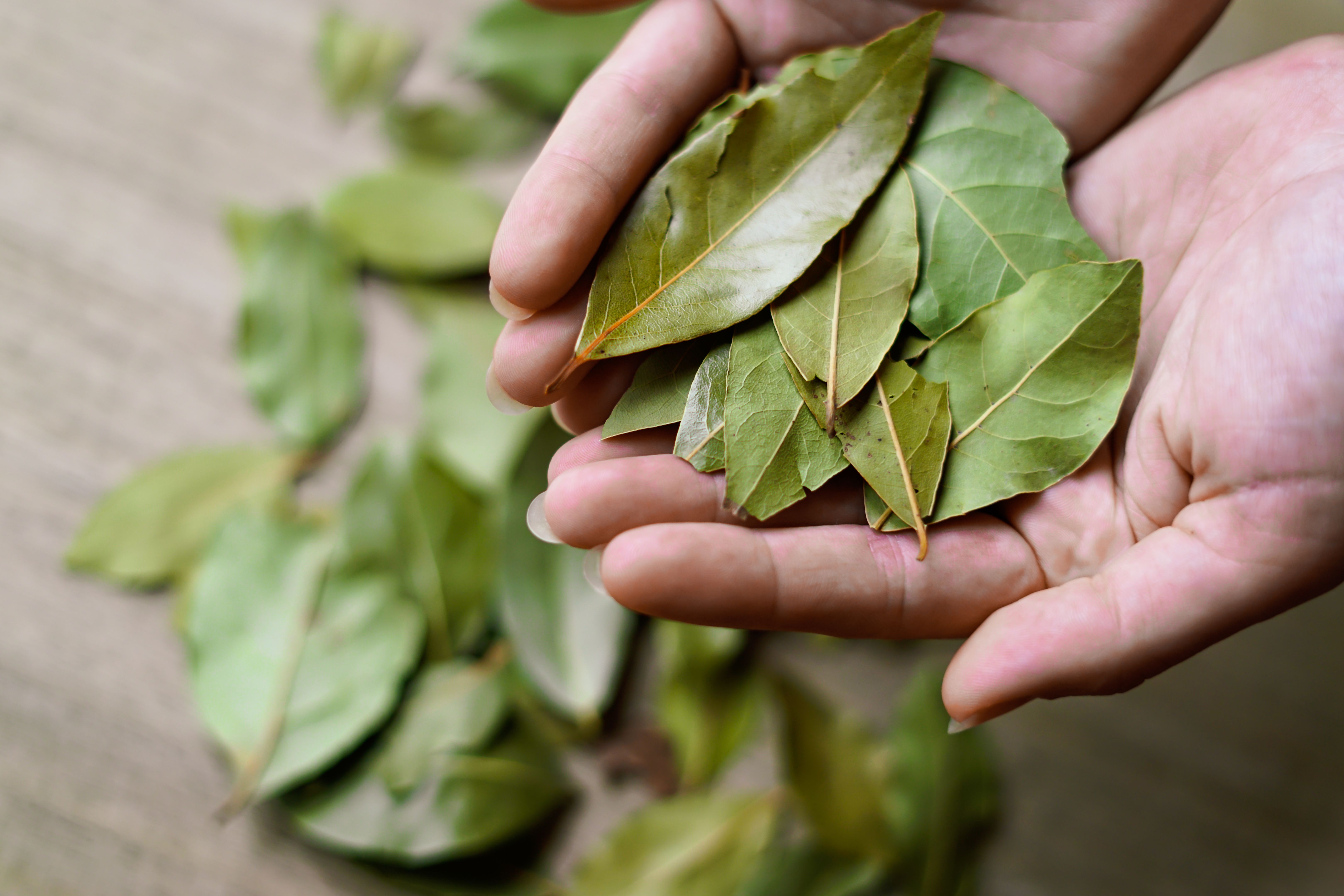 bay leaves