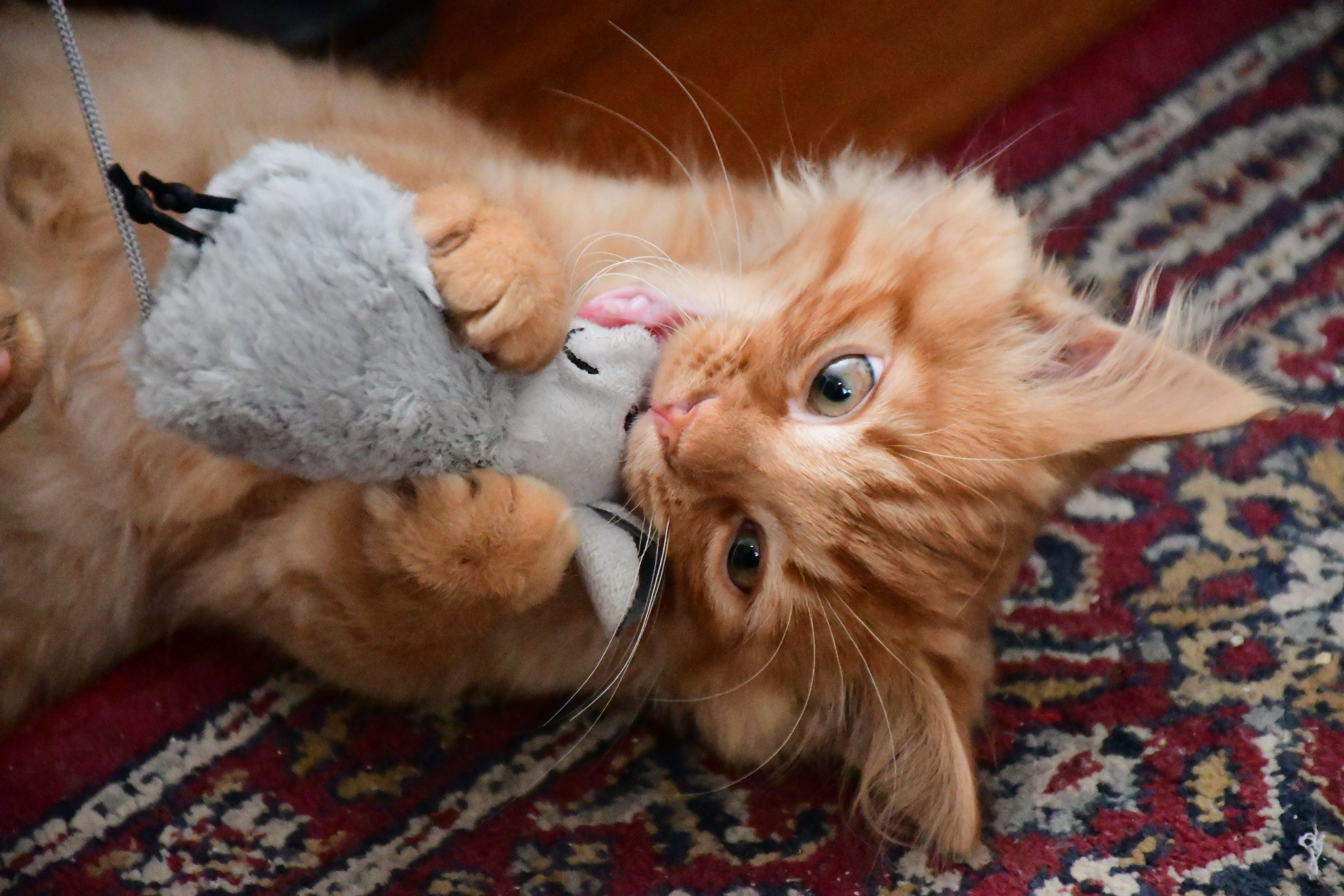 Kitten playing Kitten playing
