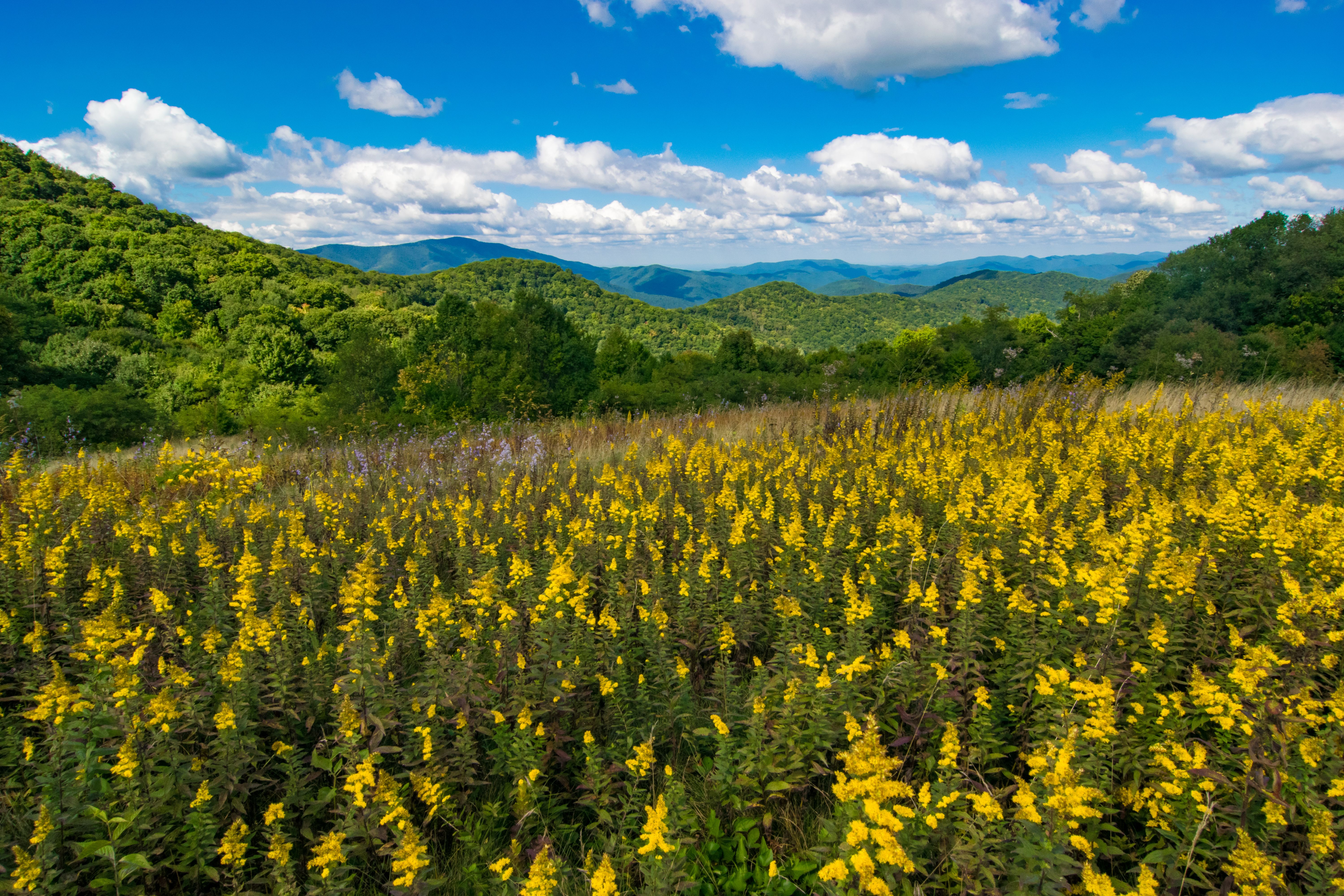 appalachian mountains flowers