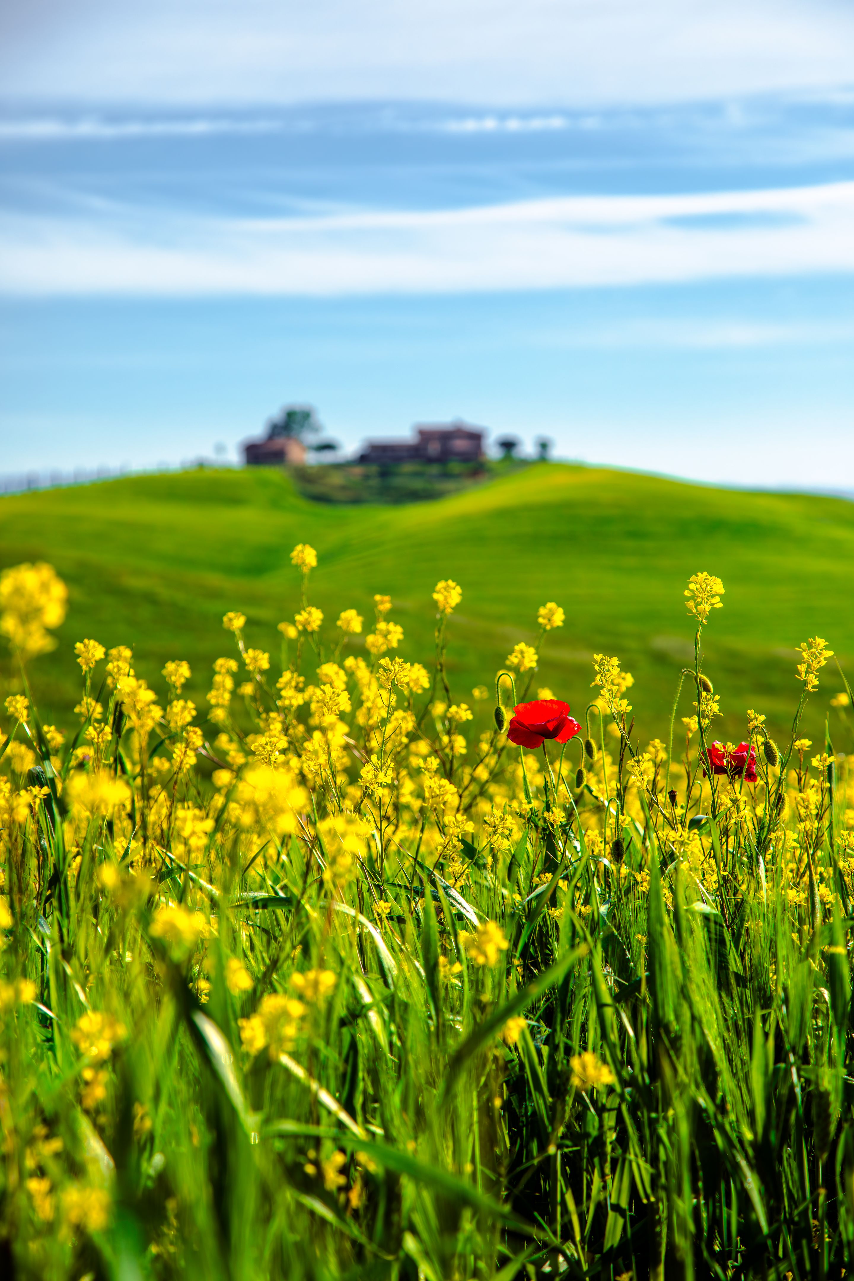 wildflowers Tuscany