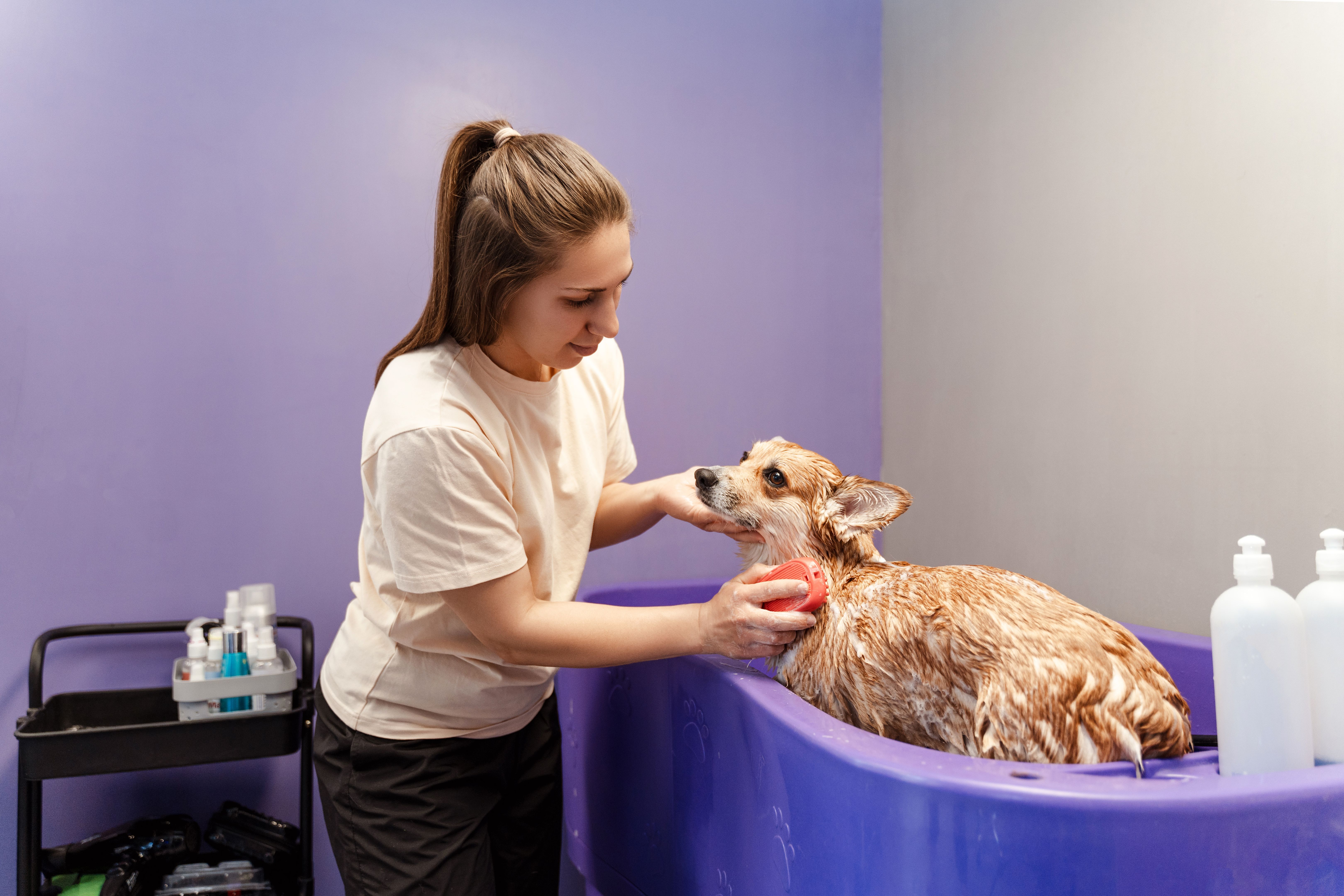 pet grooming