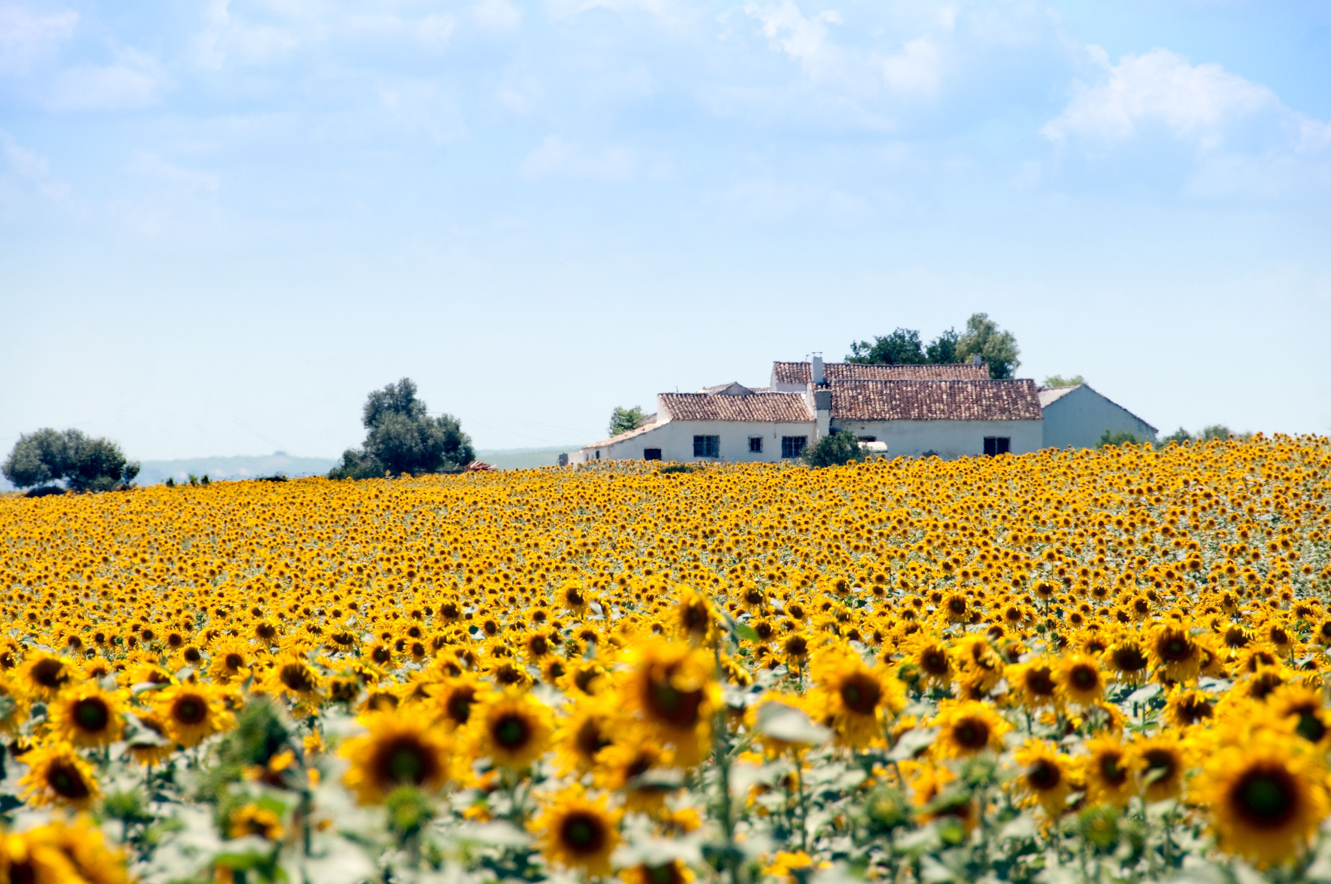 Sunflower fields and spanish house