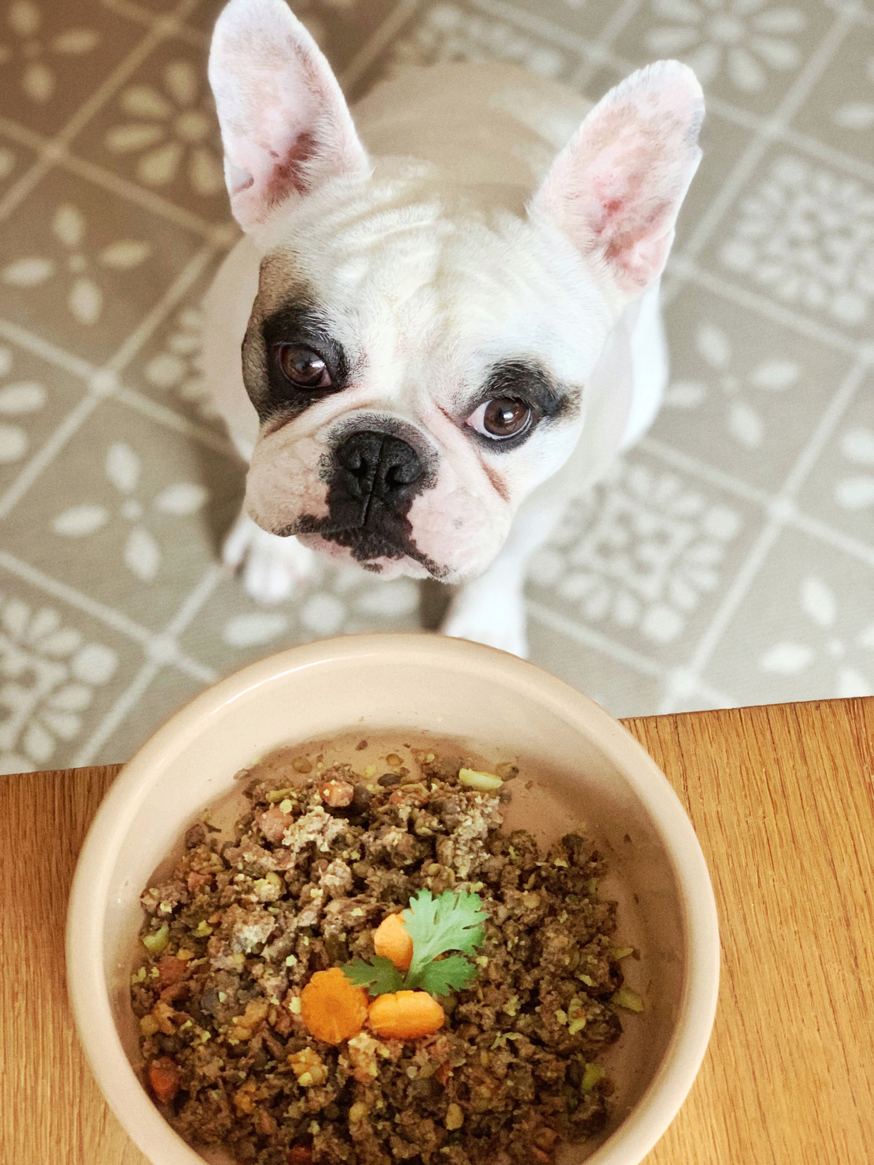French Bulldog sitting next to homemade delicious dog food, waiting to eat French Bulldog sitting next to homemade delicious dog food, waiting to eat