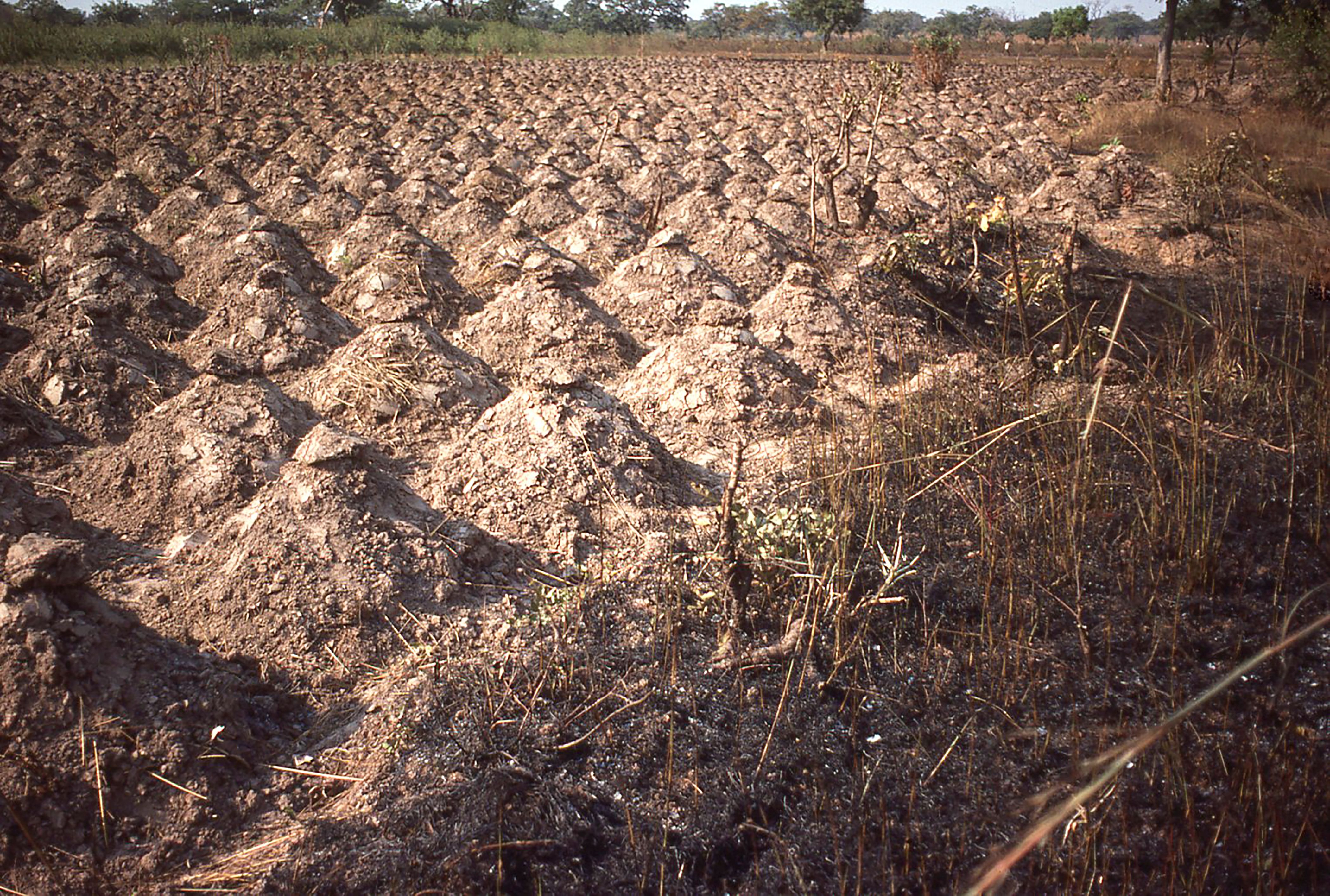 ghana farming future