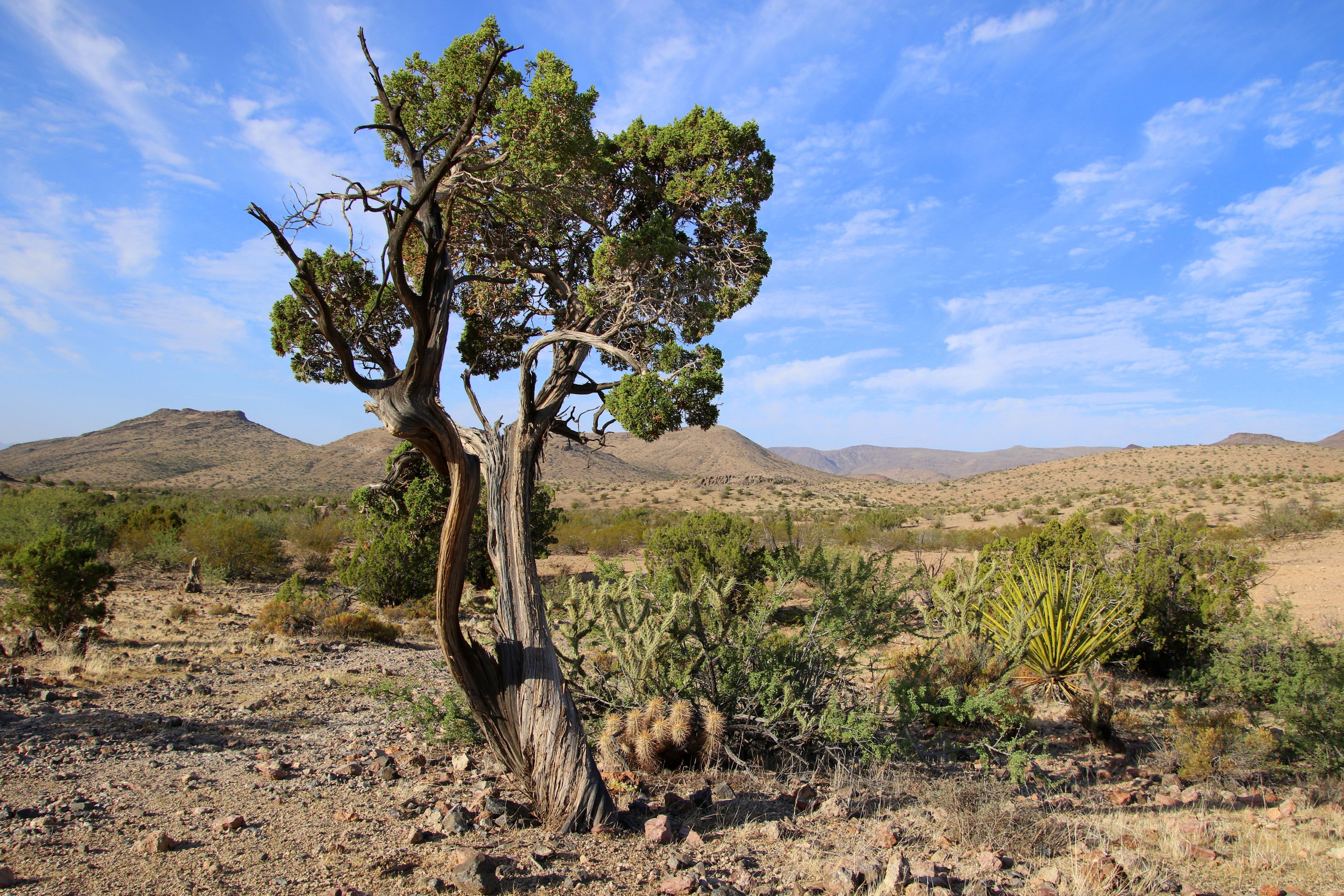 golden valley landscape