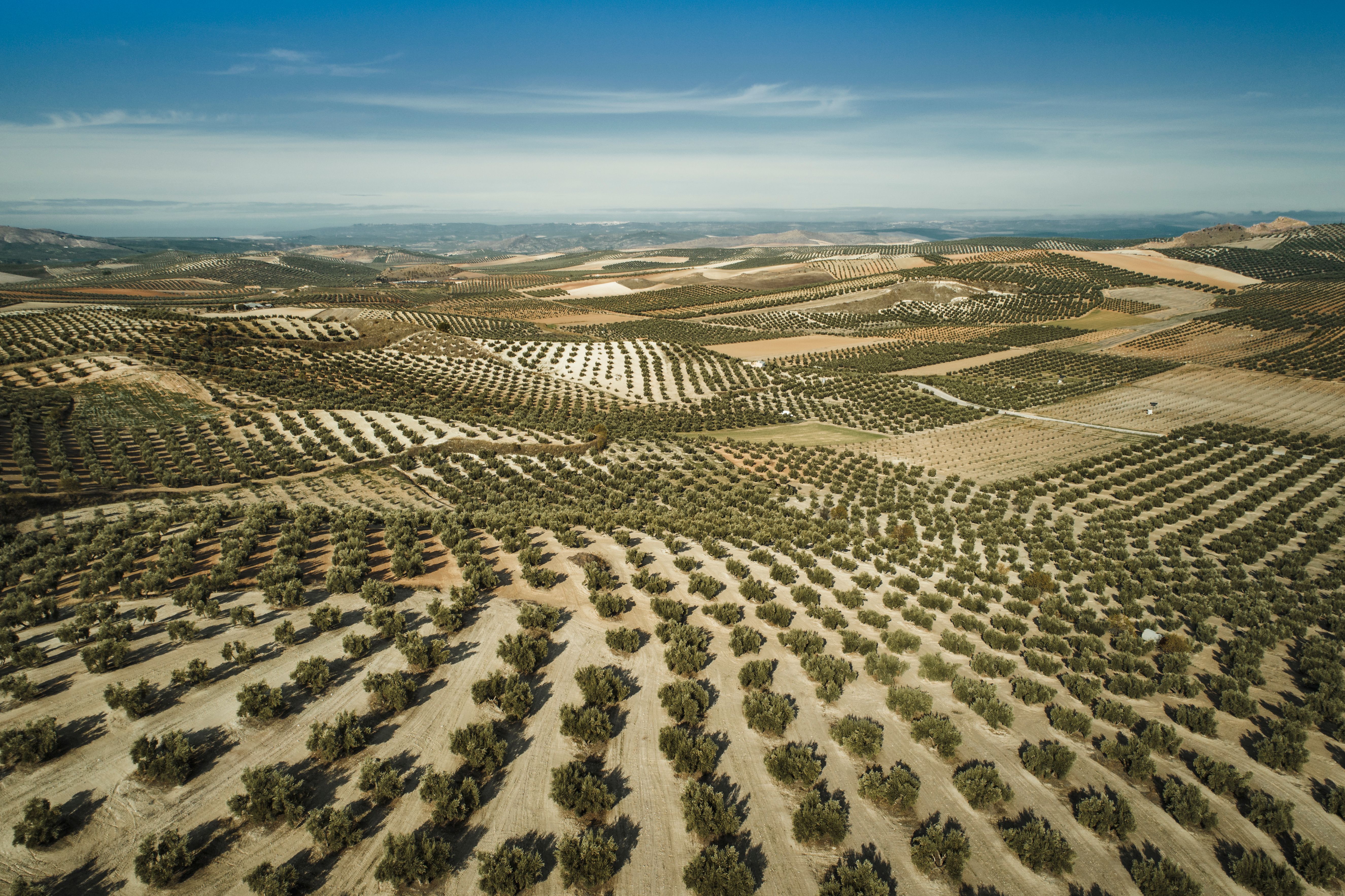 olive groves