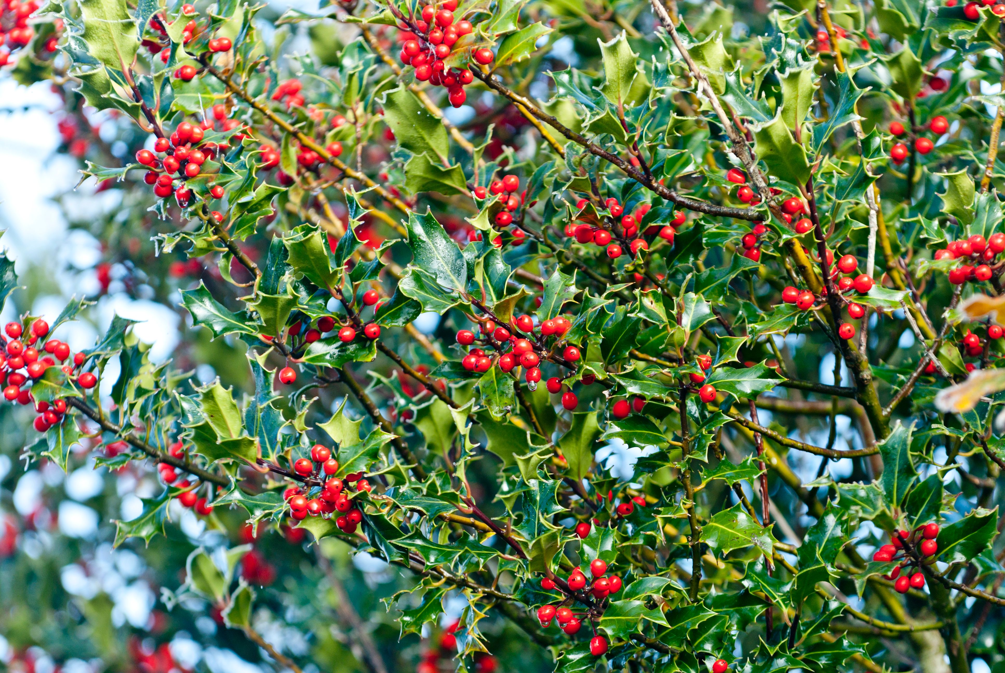 holly bush