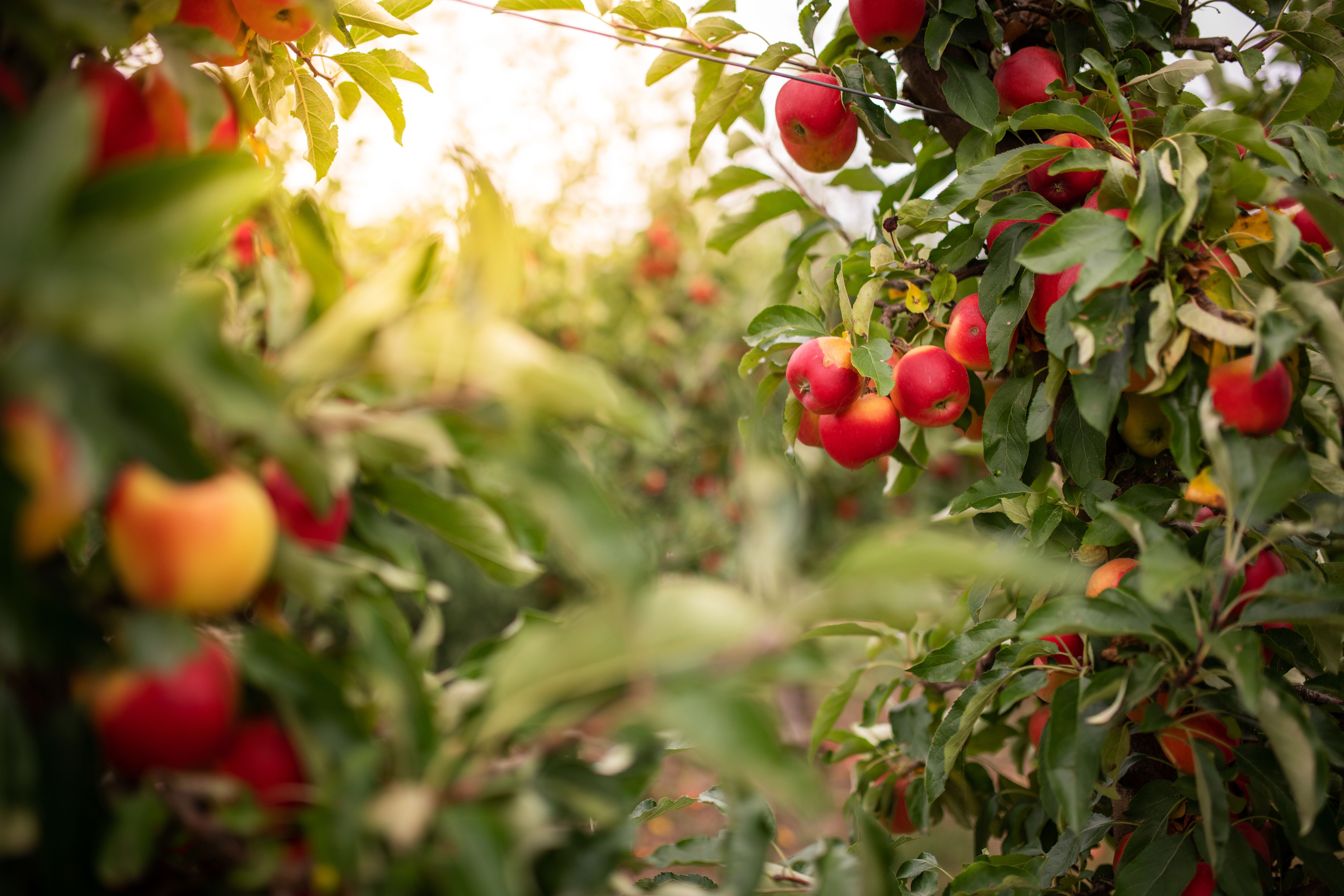 fruit orchard