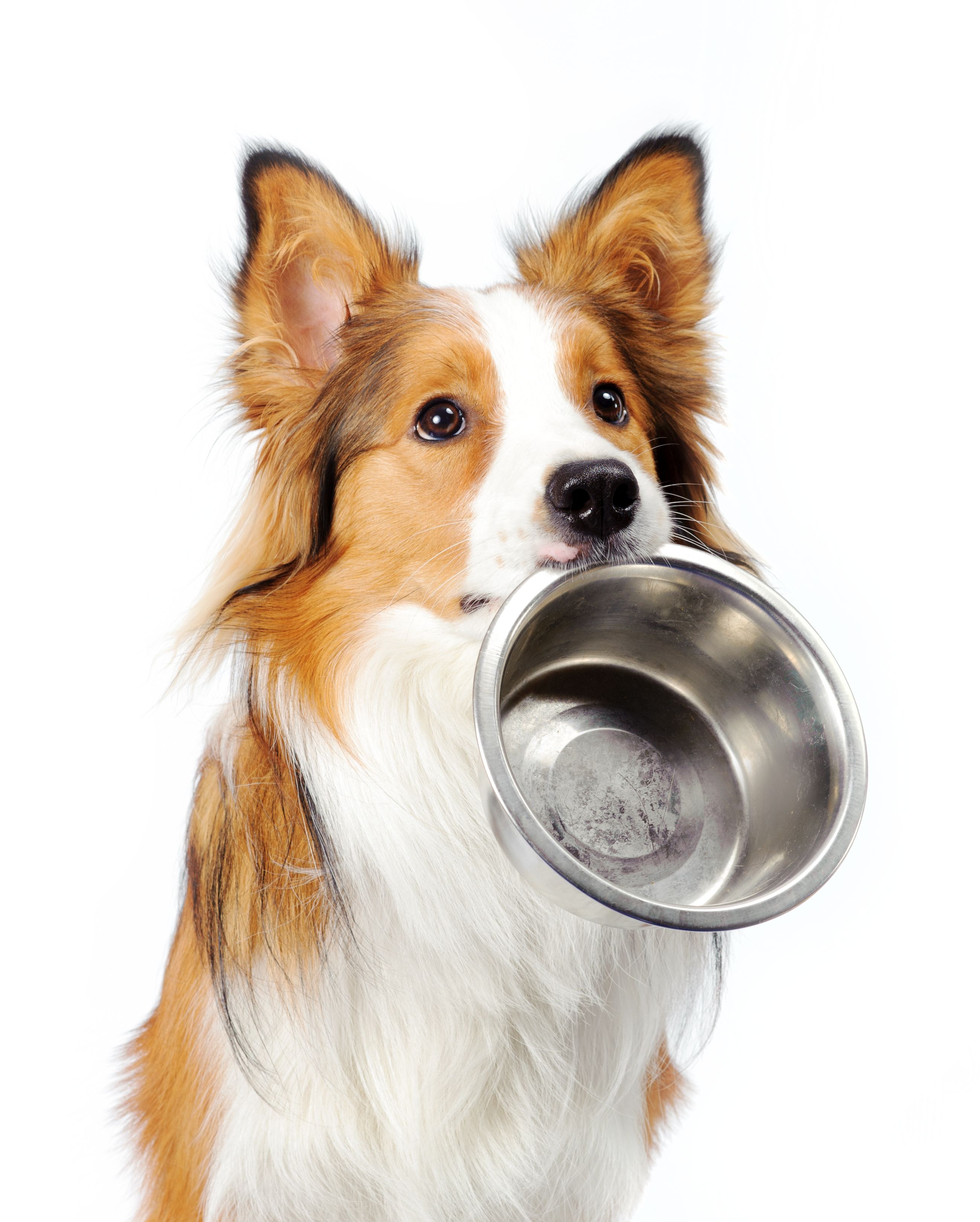 dog food bowl