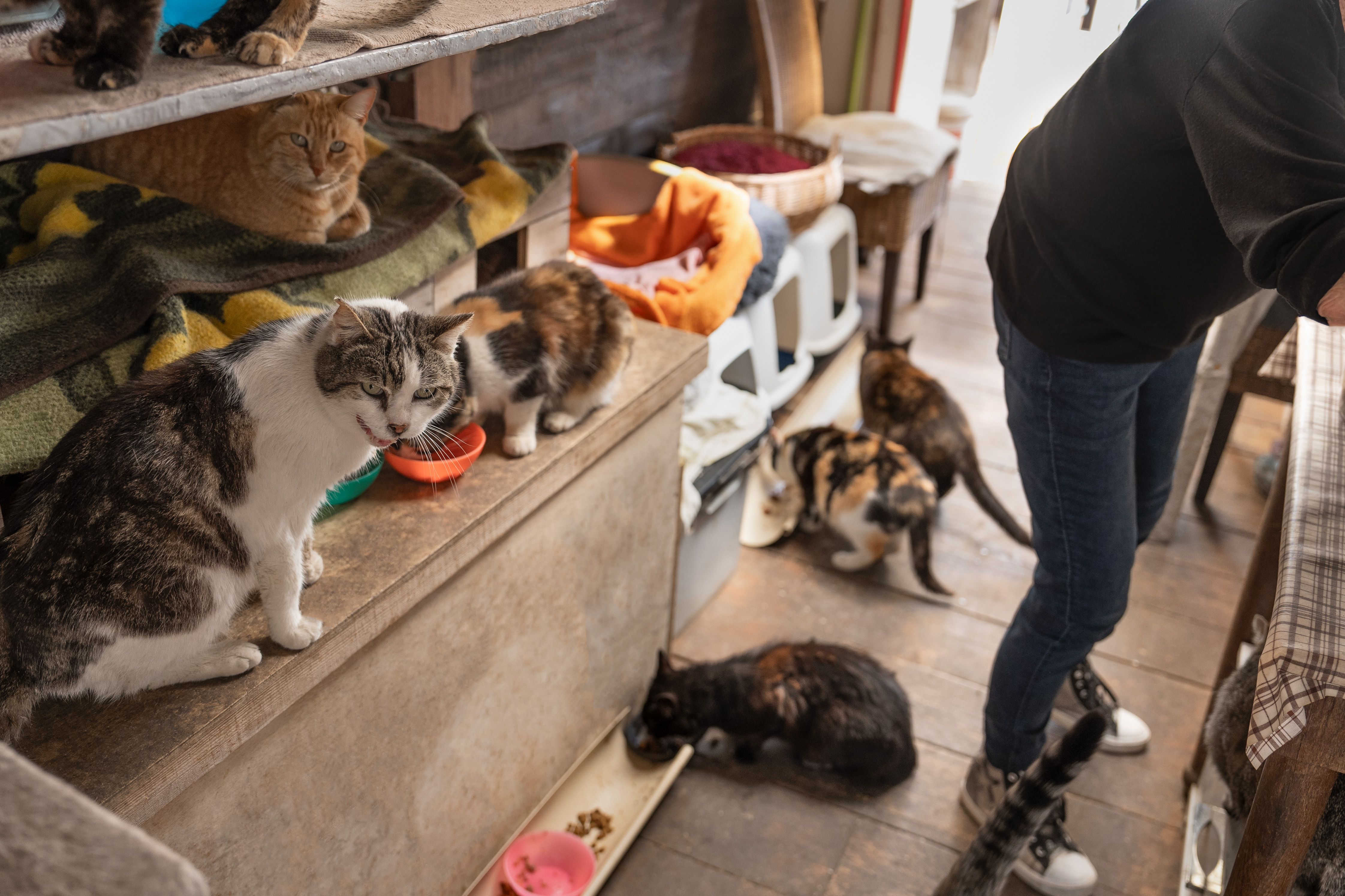 A woman is distributing food to a group of cats in a shelter