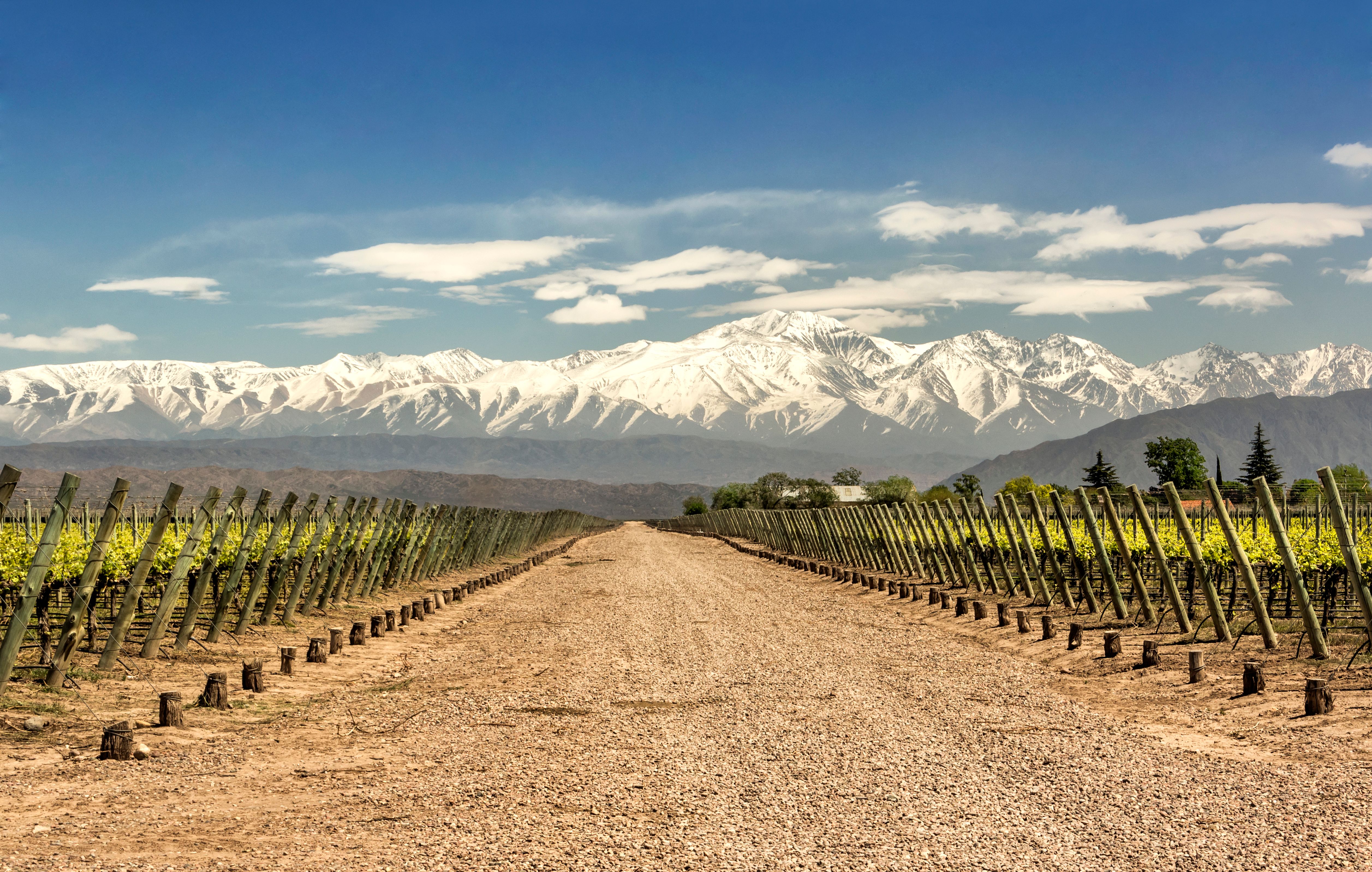 Lujan de Cuyo´s vineyards in the Mendoza wine region, Argentina. Lujan de Cuyo´s vineyards in the Mendoza wine region, Argentina.