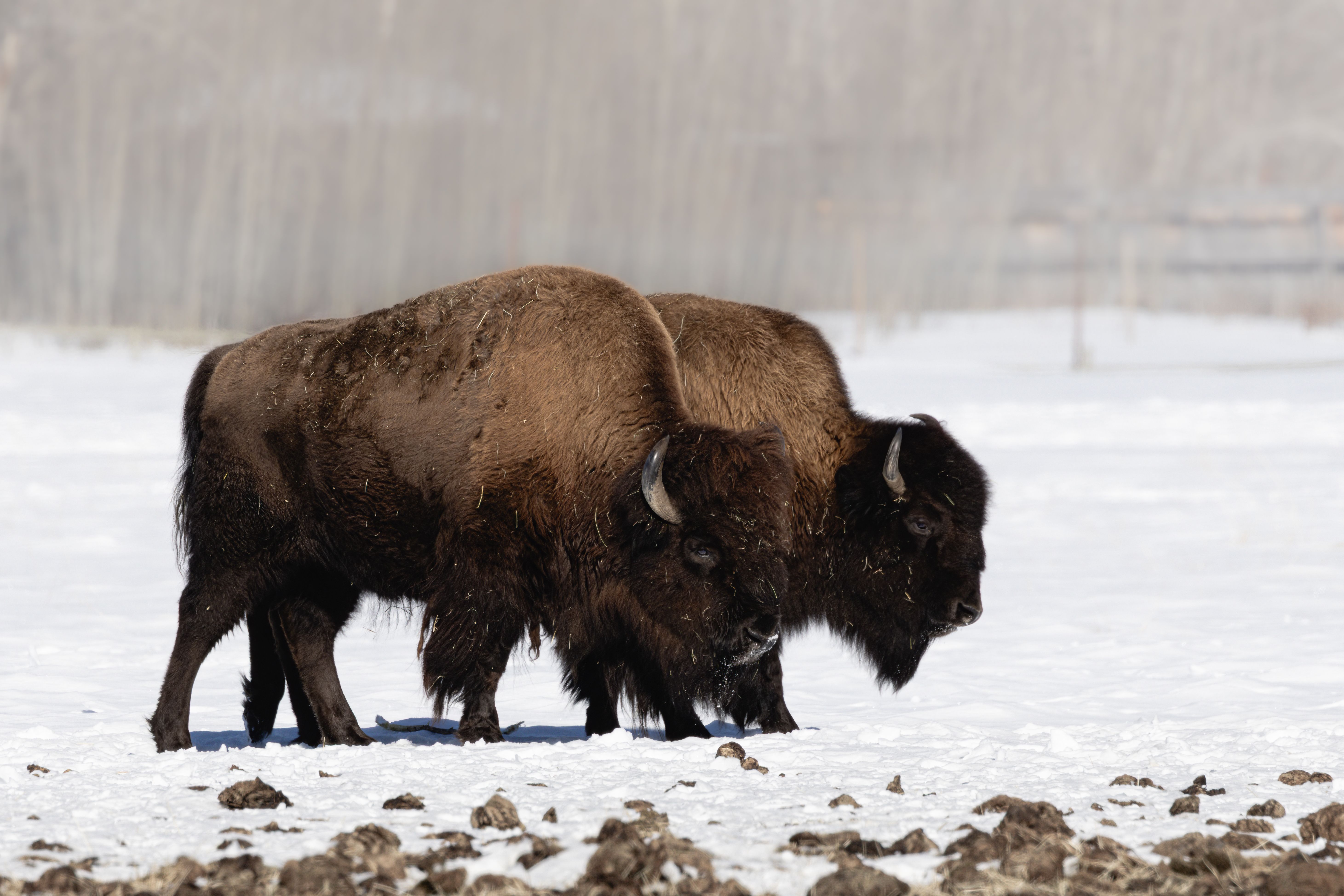 wood bison