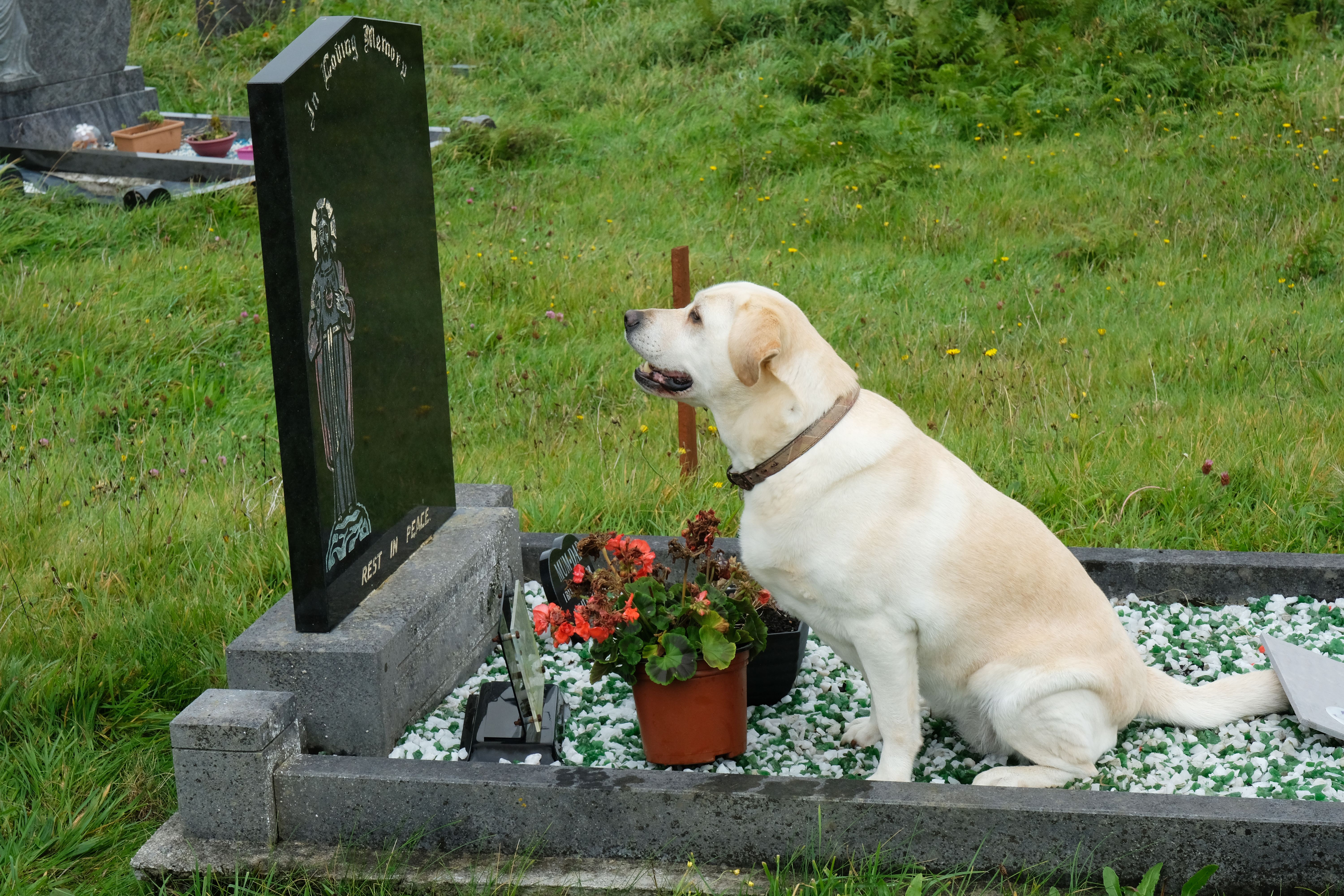 family pet burial