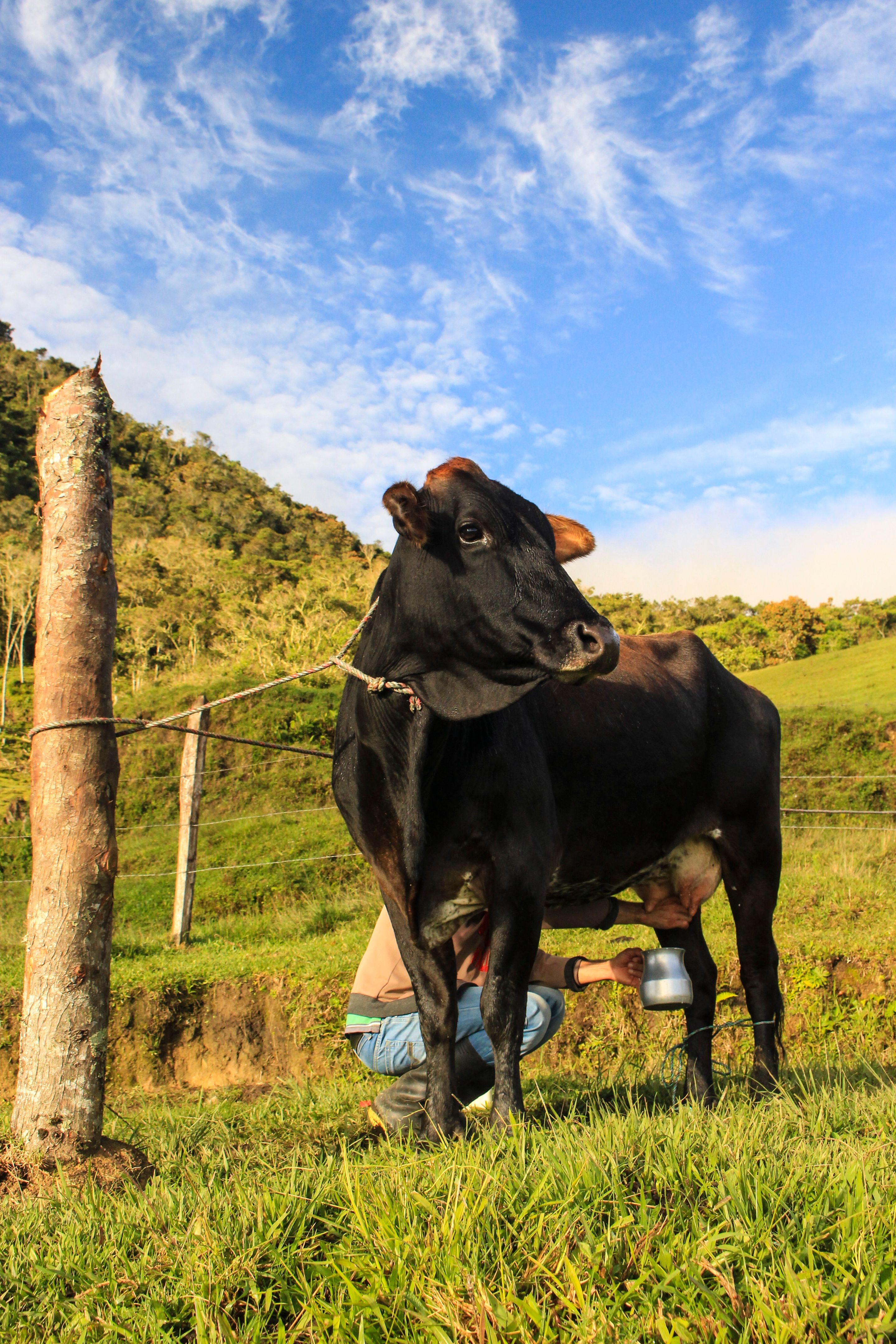 highland cattle milk