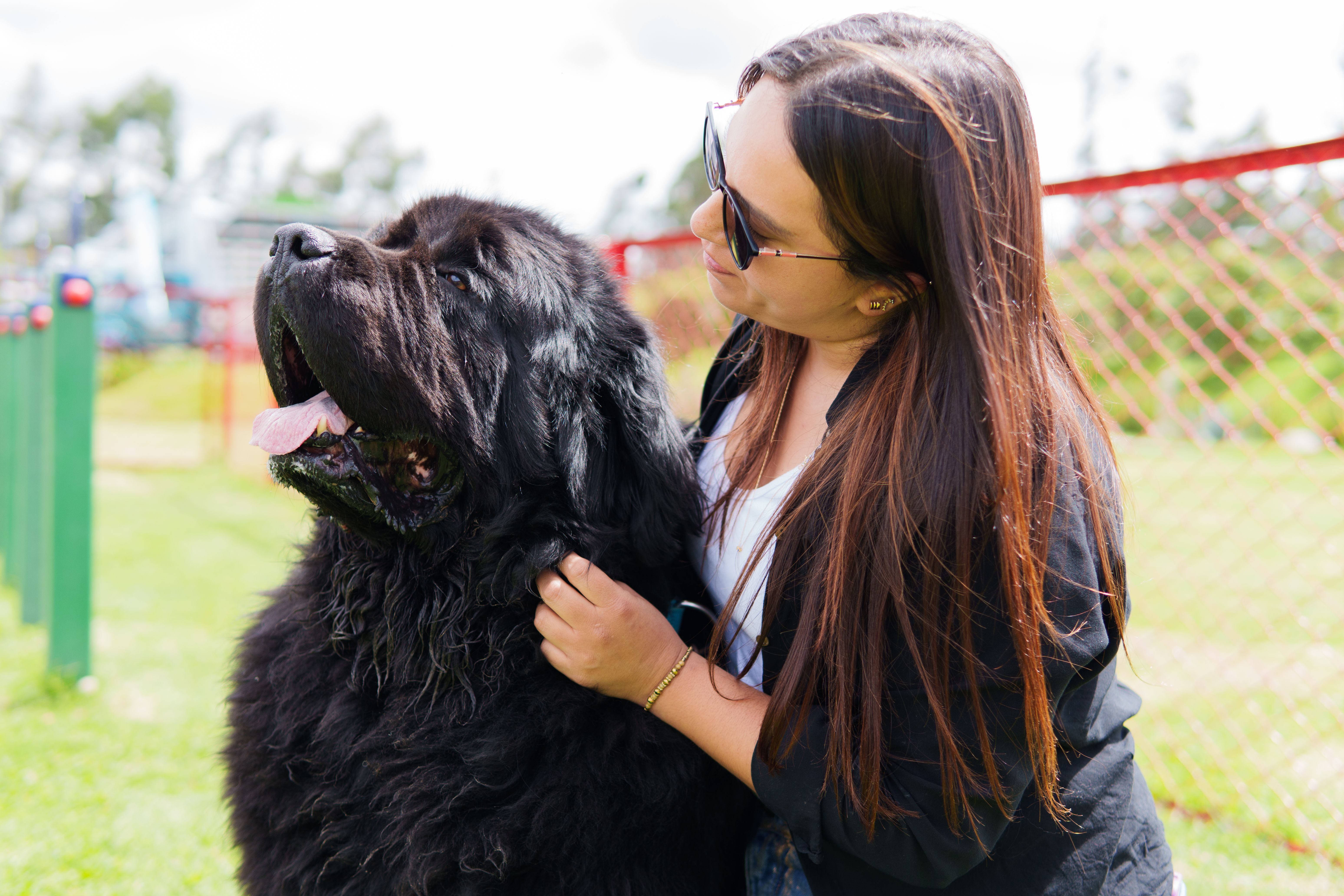 pet socialization